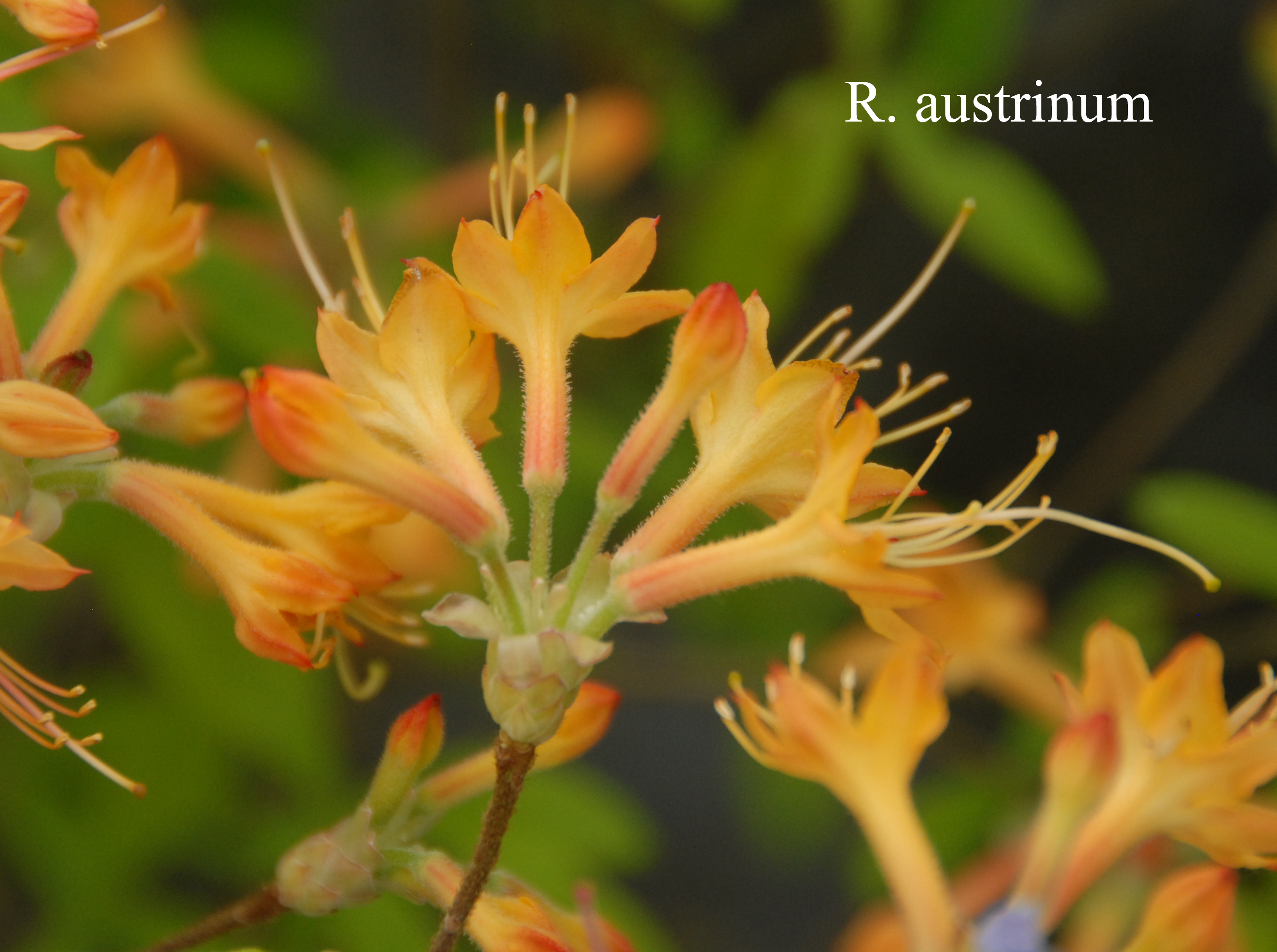 Rhododendron austrinum photo