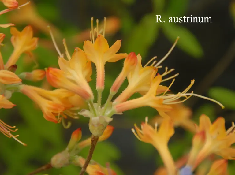 Photo of R. austrinum, Species