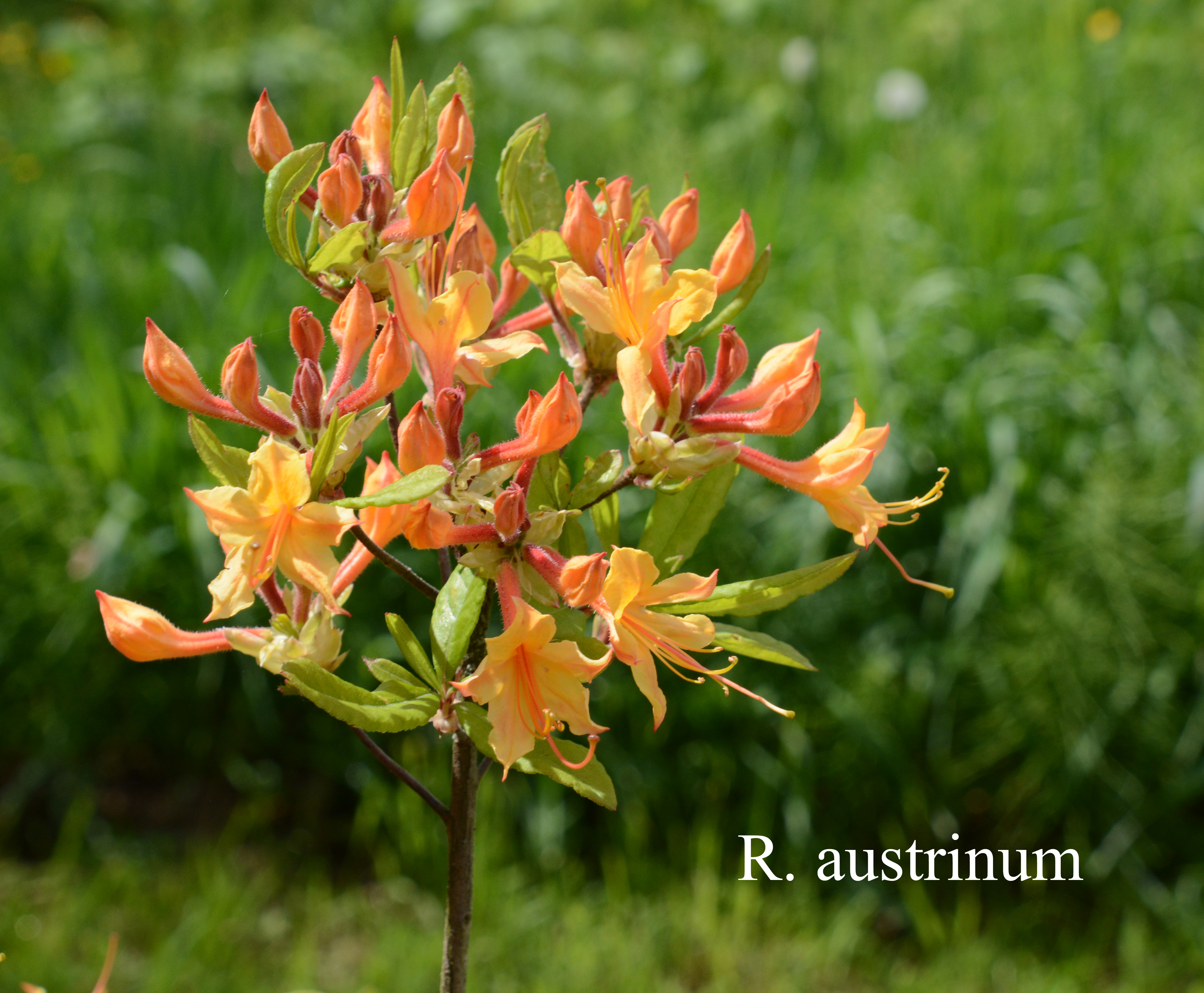 Rhododendron austrinum photo