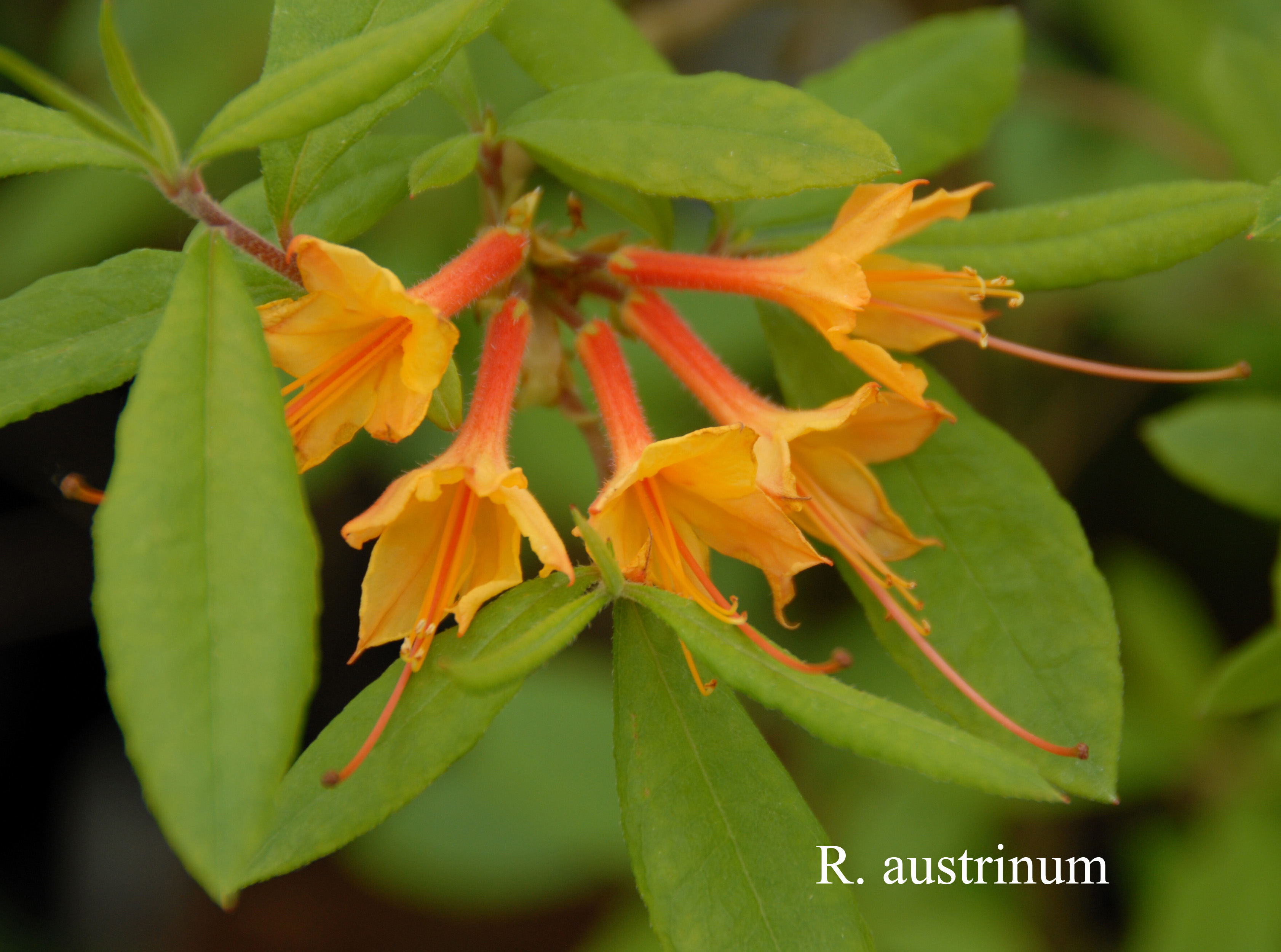 Rhododendron austrinum photo
