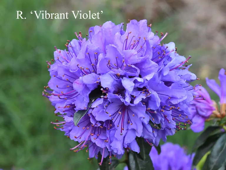 Photo of R. 'Vibrant Violet', Rhododendron Hybrid