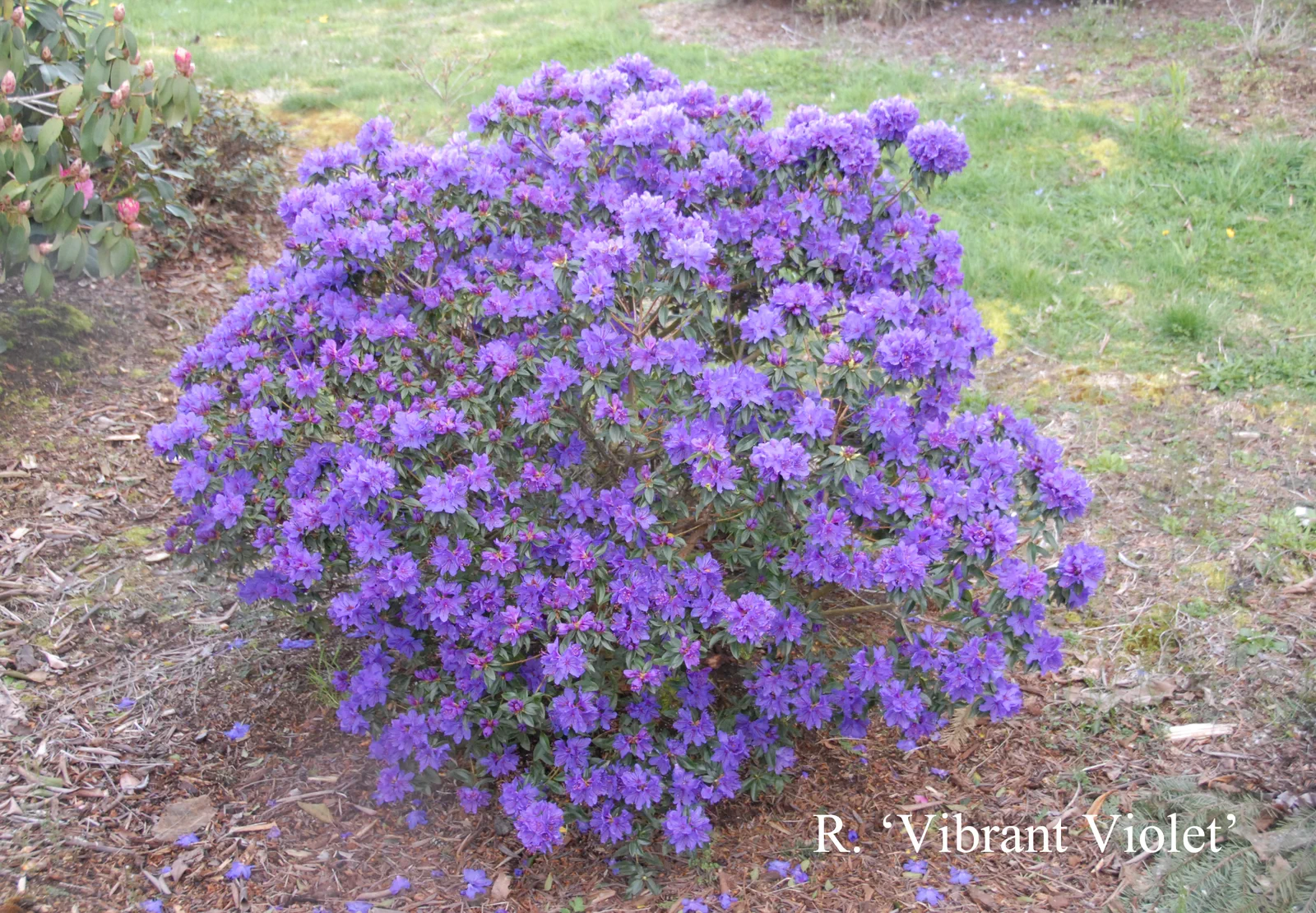 R. 'Vibrant Violet' photo of R. 'Vibrant Violet'. Location: Fearing's Farm Nursery, Abbotsford, BC, Canada. Photo by: Harold Fearing