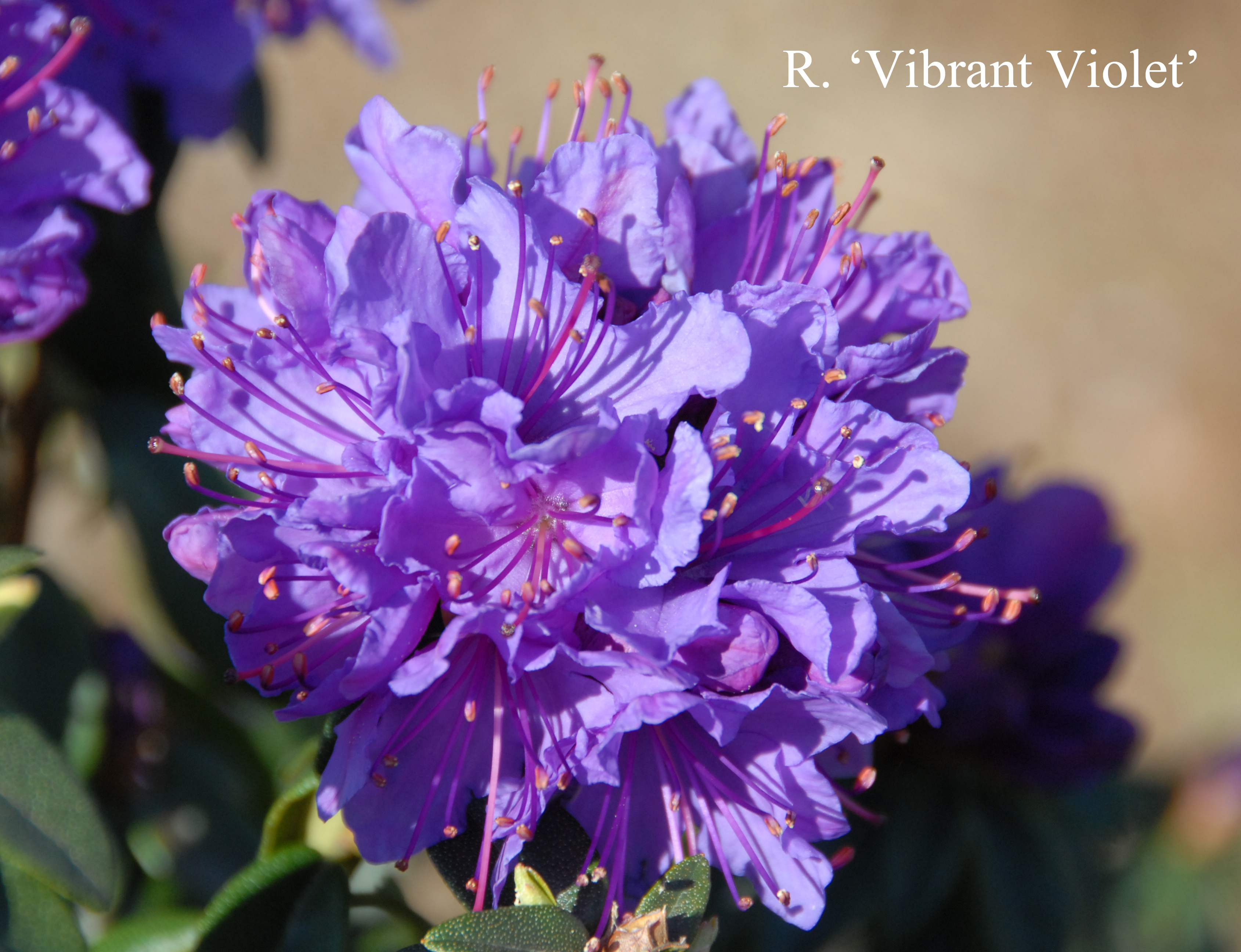 Rhododendron Vibrant Violet photo