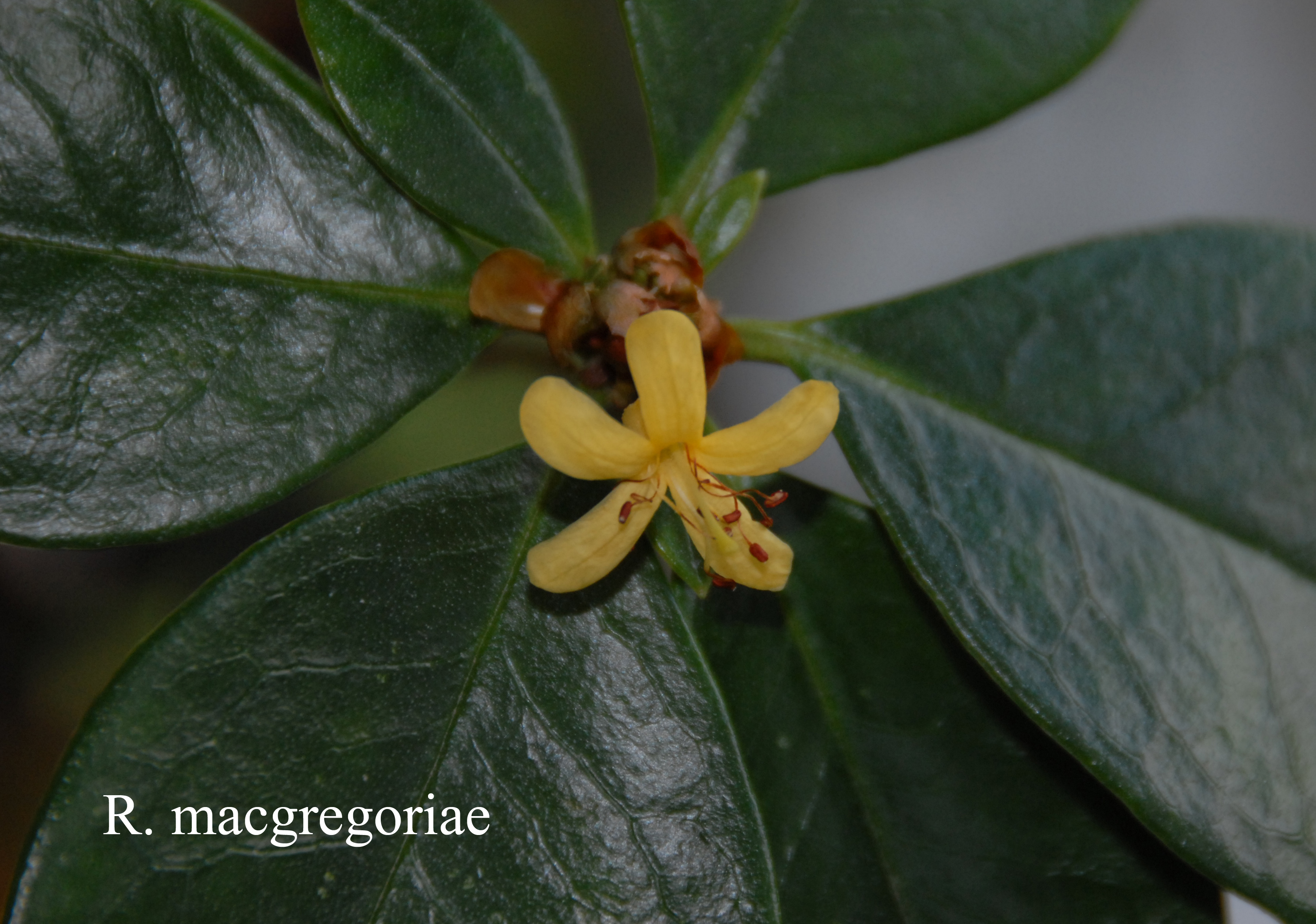 Rhododendron macgregoriae photo