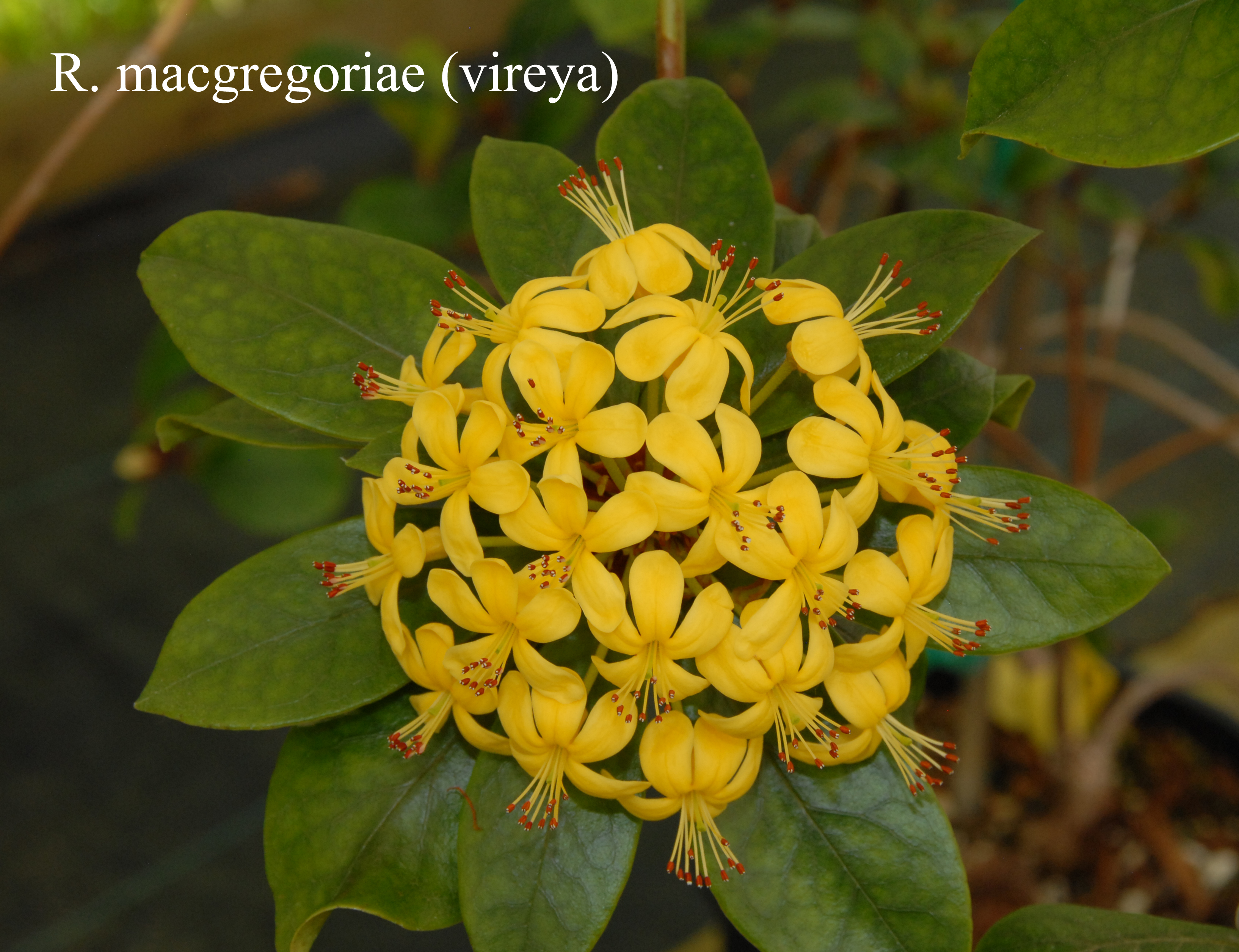 Rhododendron macgregoriae photo