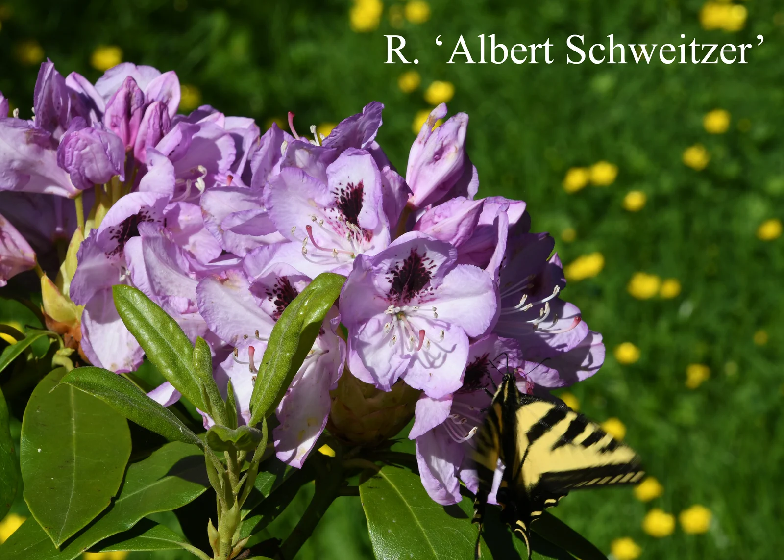 R. 'Albert Schweitzer' photo of R. 'Albert Schweitzer'. Location: Fearing's Farm Nursery, Abbotsford, BC, Canada. Photo by: Harold Fearing