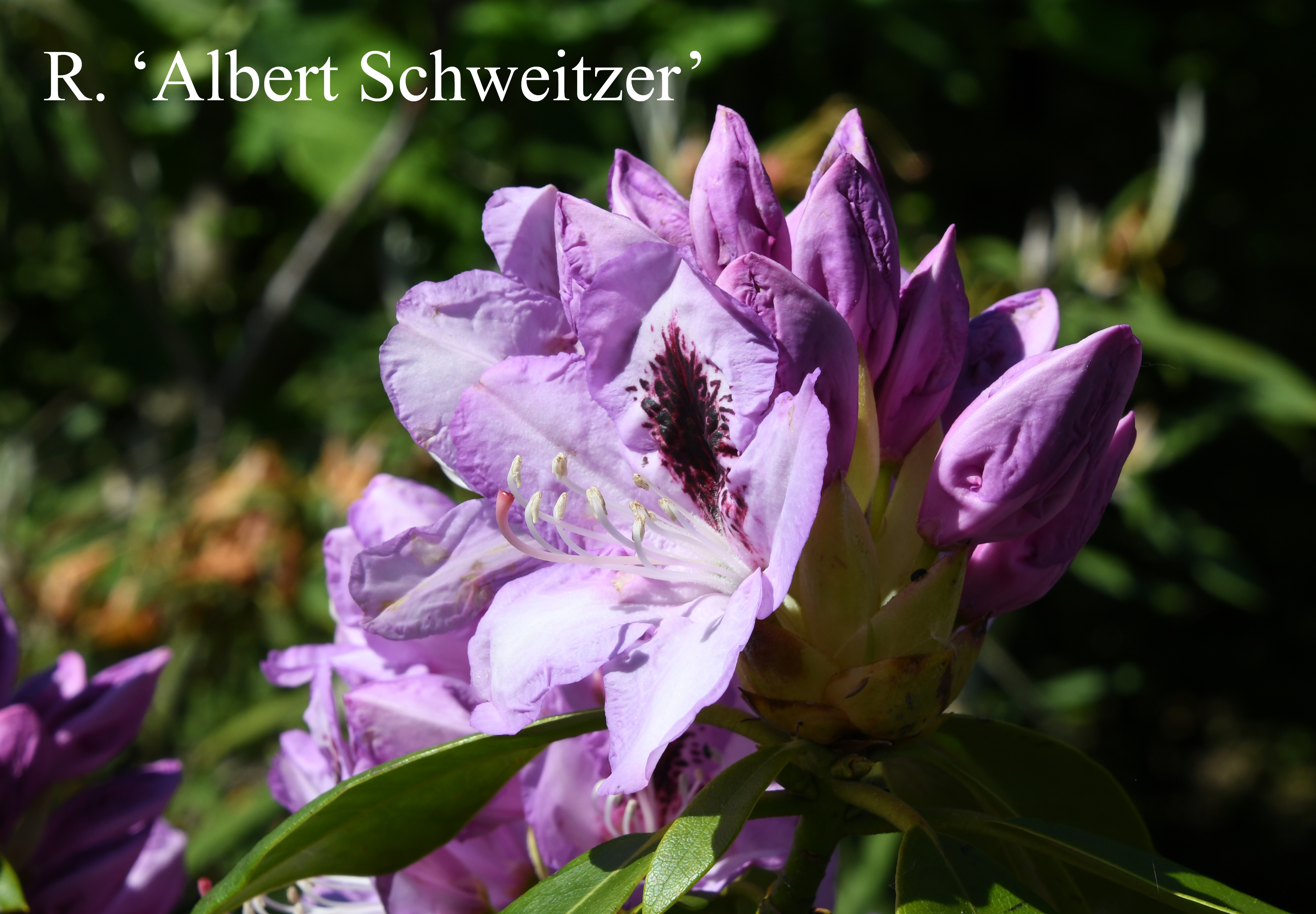 Rhododendron Albert Schweitzer photo