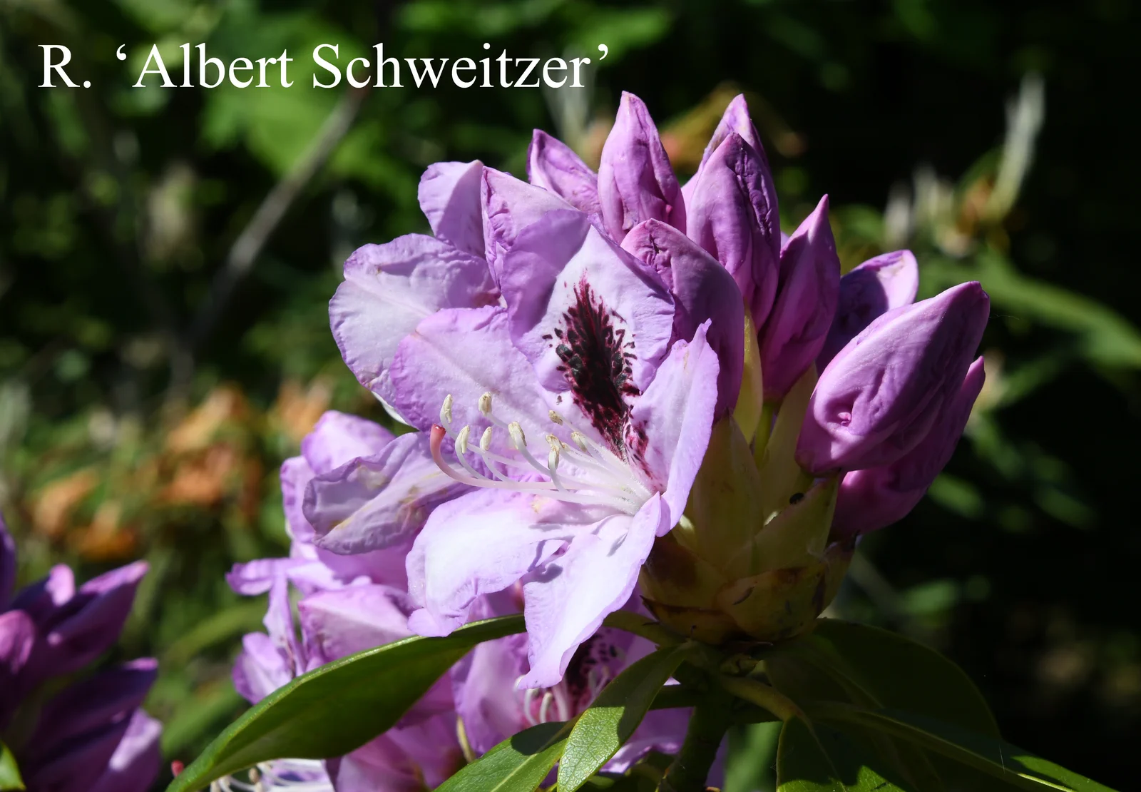 R. 'Albert Schweitzer' photo of R. 'Albert Schweitzer'. Location: Fearing's Farm Nursery, Abbotsford, BC, Canada. Photo by: Harold Fearing