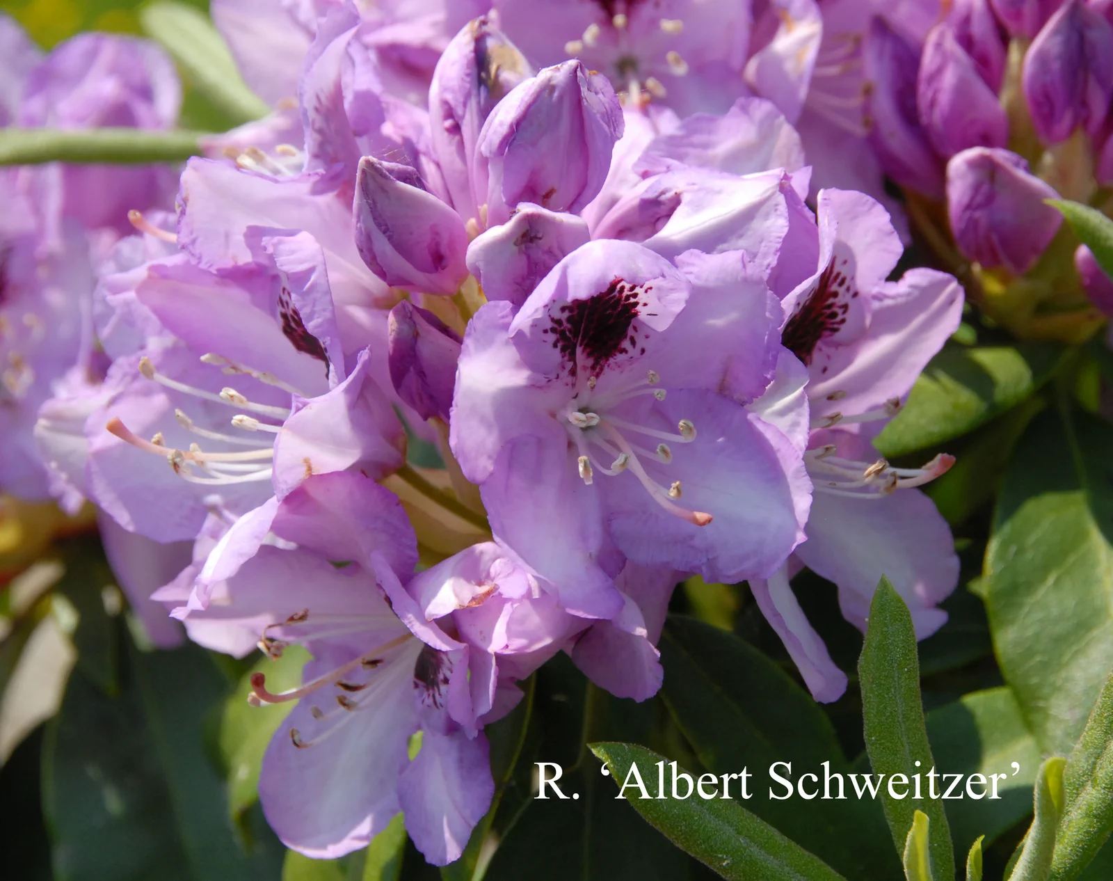 R. 'Albert Schweitzer' photo of R. 'Albert Schweitzer'. Location: Fearing's Farm Nursery, Abbotsford, BC, Canada. Photo by: Harold Fearing