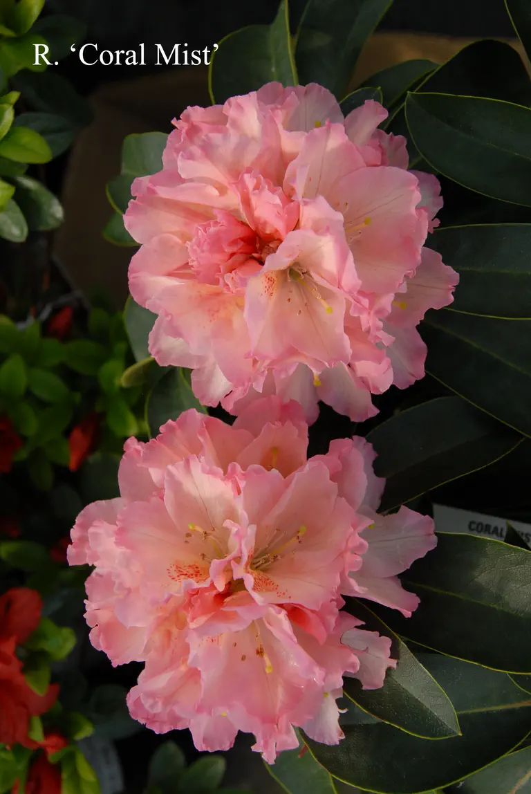 Photo of R. 'Coral Mist', Rhododendron Hybrid