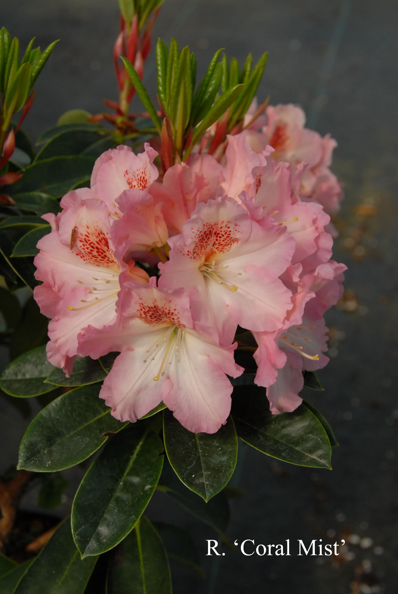 R. 'Coral Mist' photo of R. 'Coral Mist'. Location: Fearing's Farm Nursery, Abbotsford, BC, Canada. Photo by: Harold Fearing