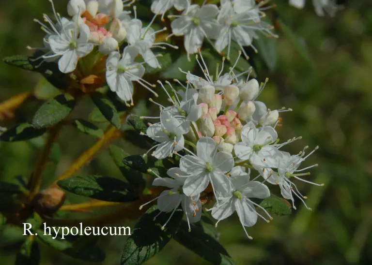 Photo of R. hypoleucum, Species