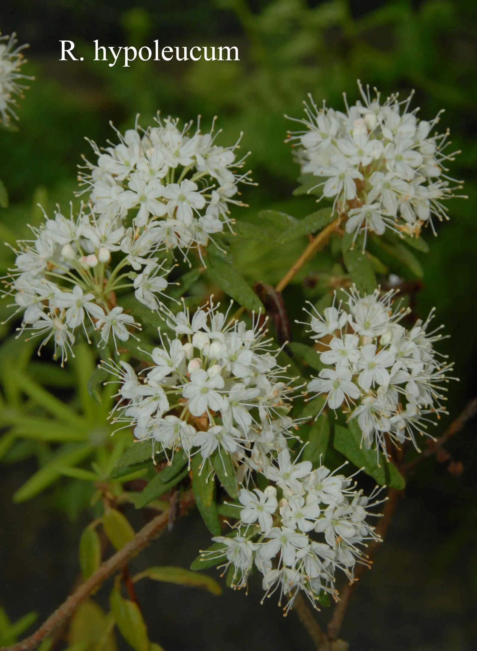 R. hypoleucum photo of R. hypoleucum. Location: Fearing's Farm Nursery, Abbotsford, BC, Canada. Photo by: Harold Fearing