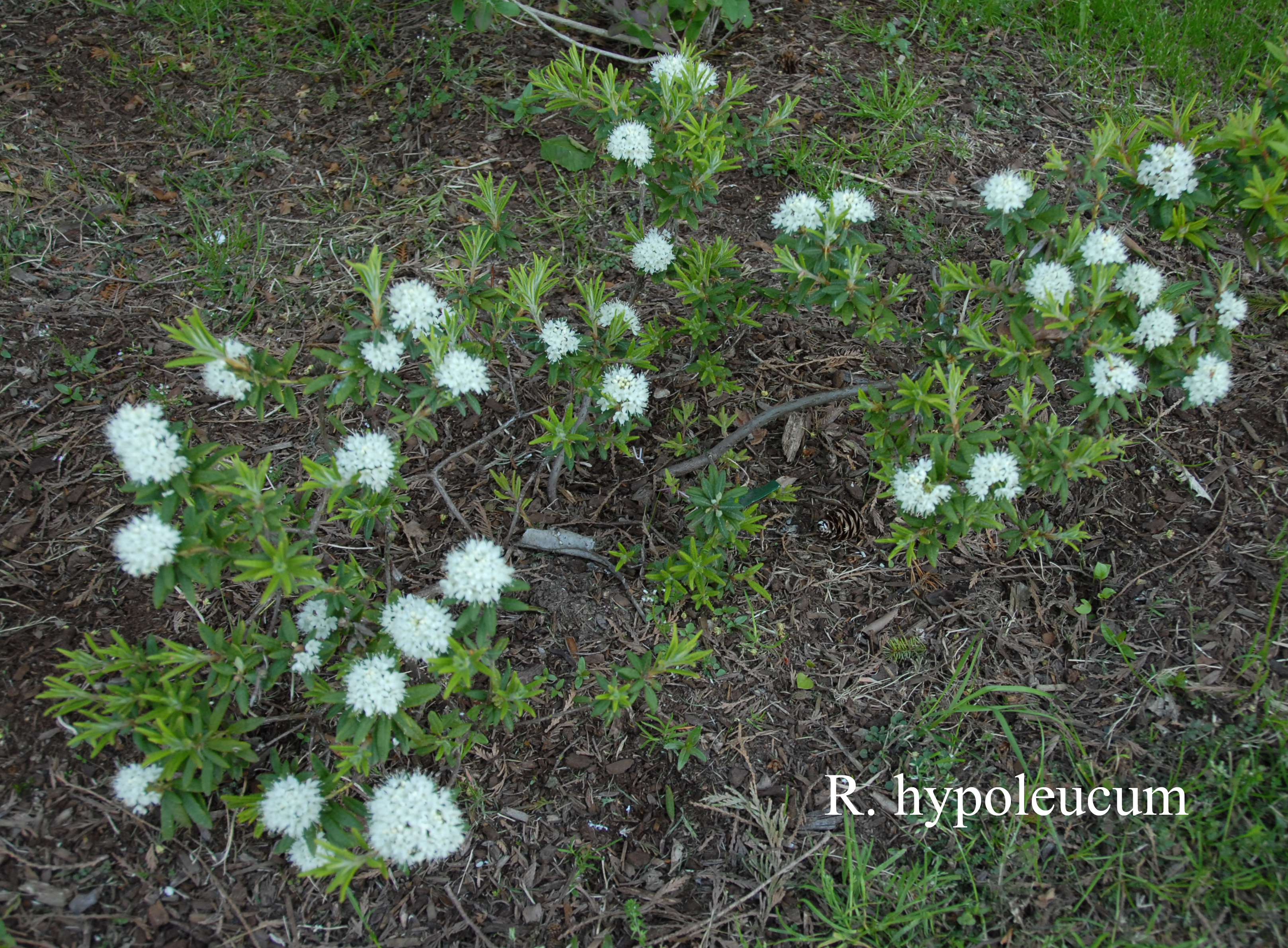 Rhododendron hypoleucum photo
