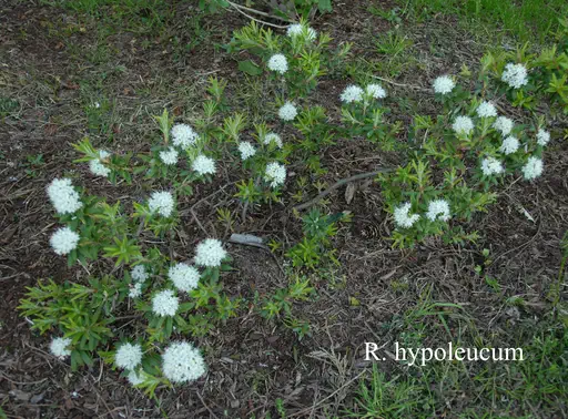 Photo of R. hypoleucum, Species