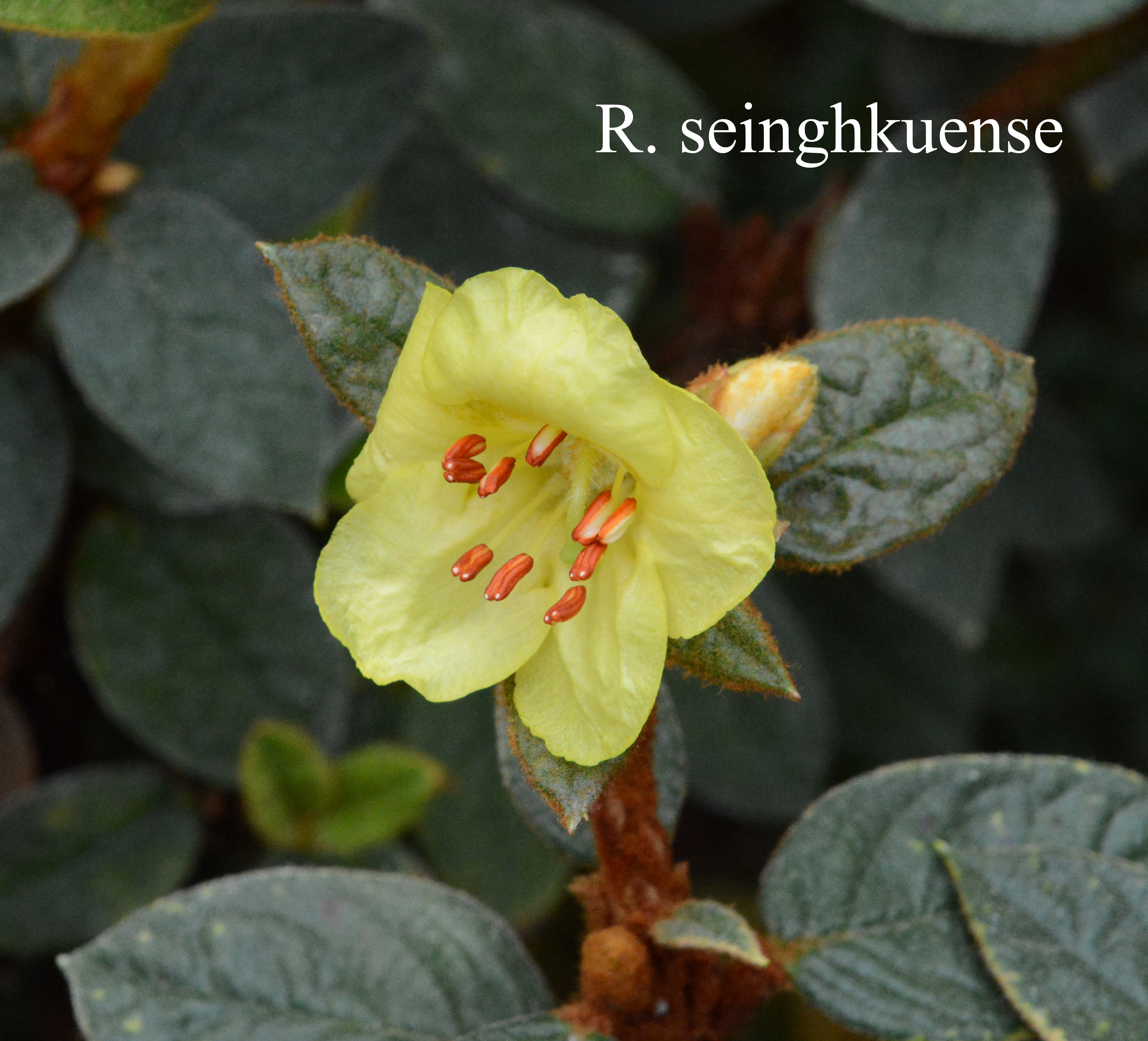 Rhododendron seinghkuense photo