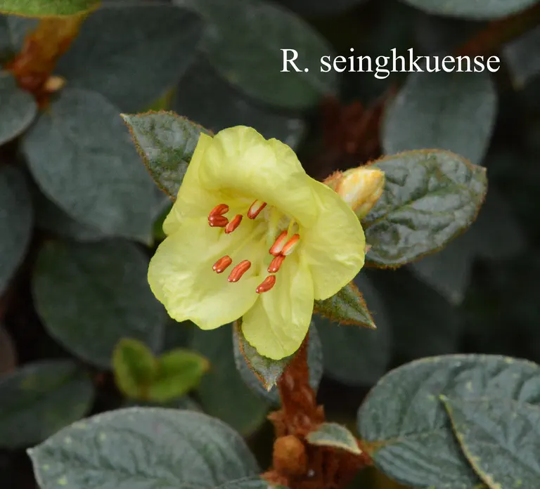 Photo of R. seinghkuense, Species