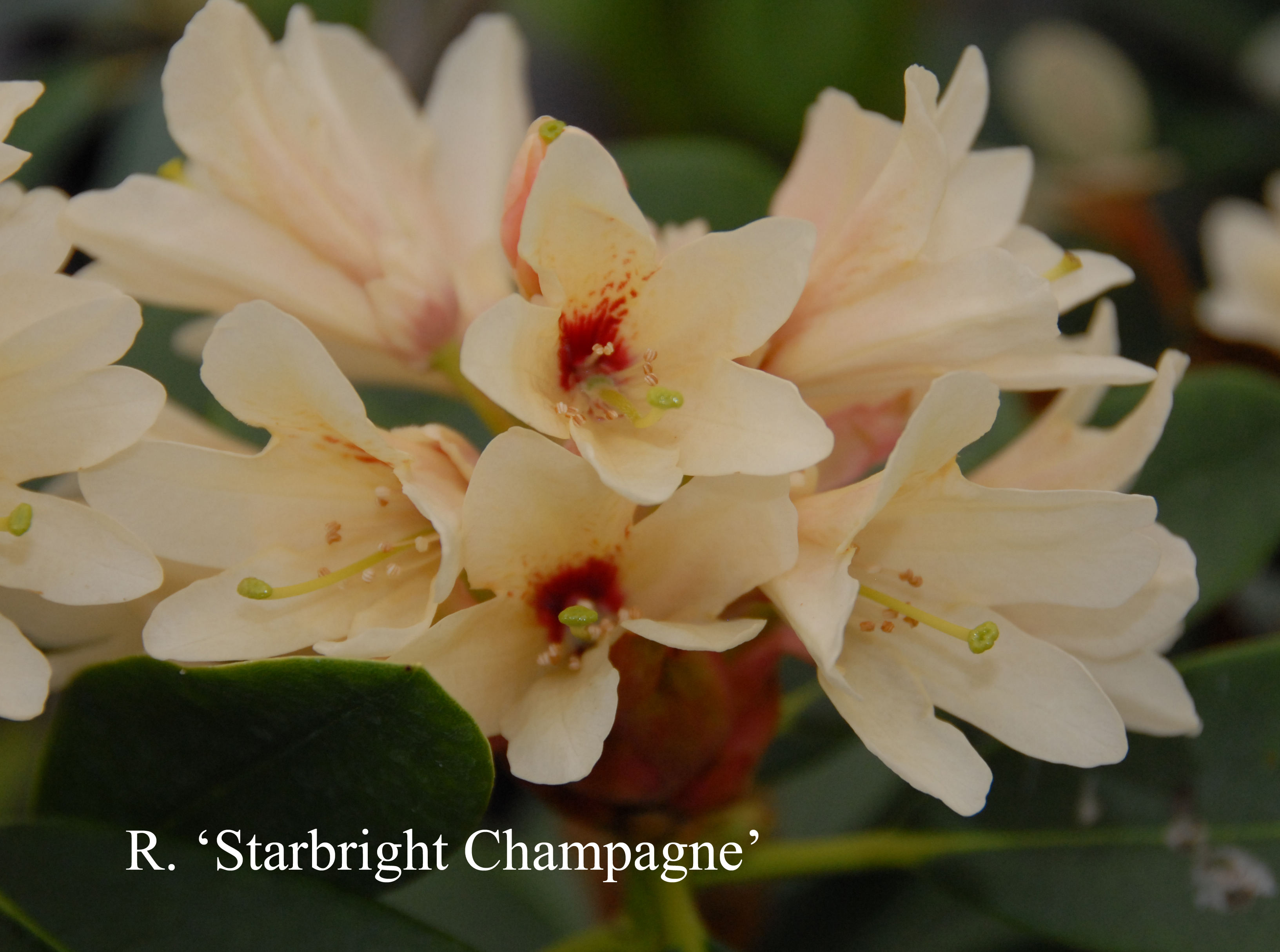Rhododendron Starbright Champagne photo