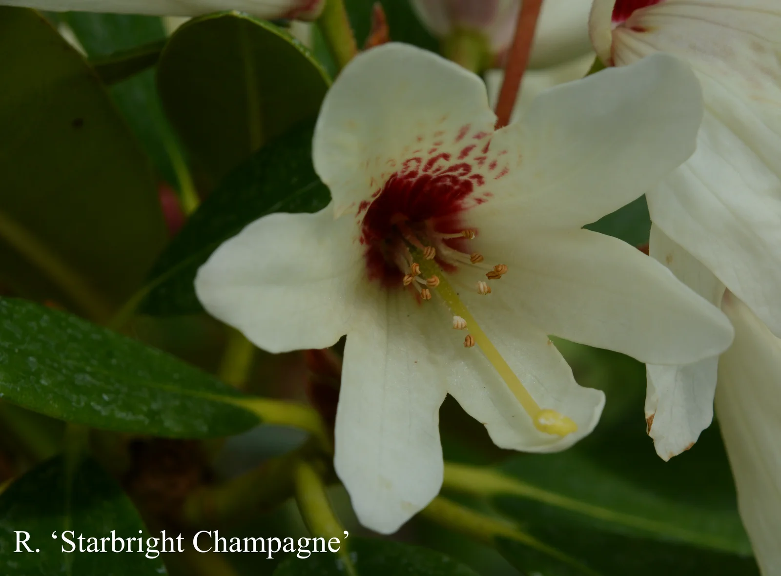 R. 'Starbright Champagne' photo of R. 'Starbright Champagne'. Location: Fearing's Farm Nursery, Abbotsford, BC, Canada. Photo by: Harold Fearing