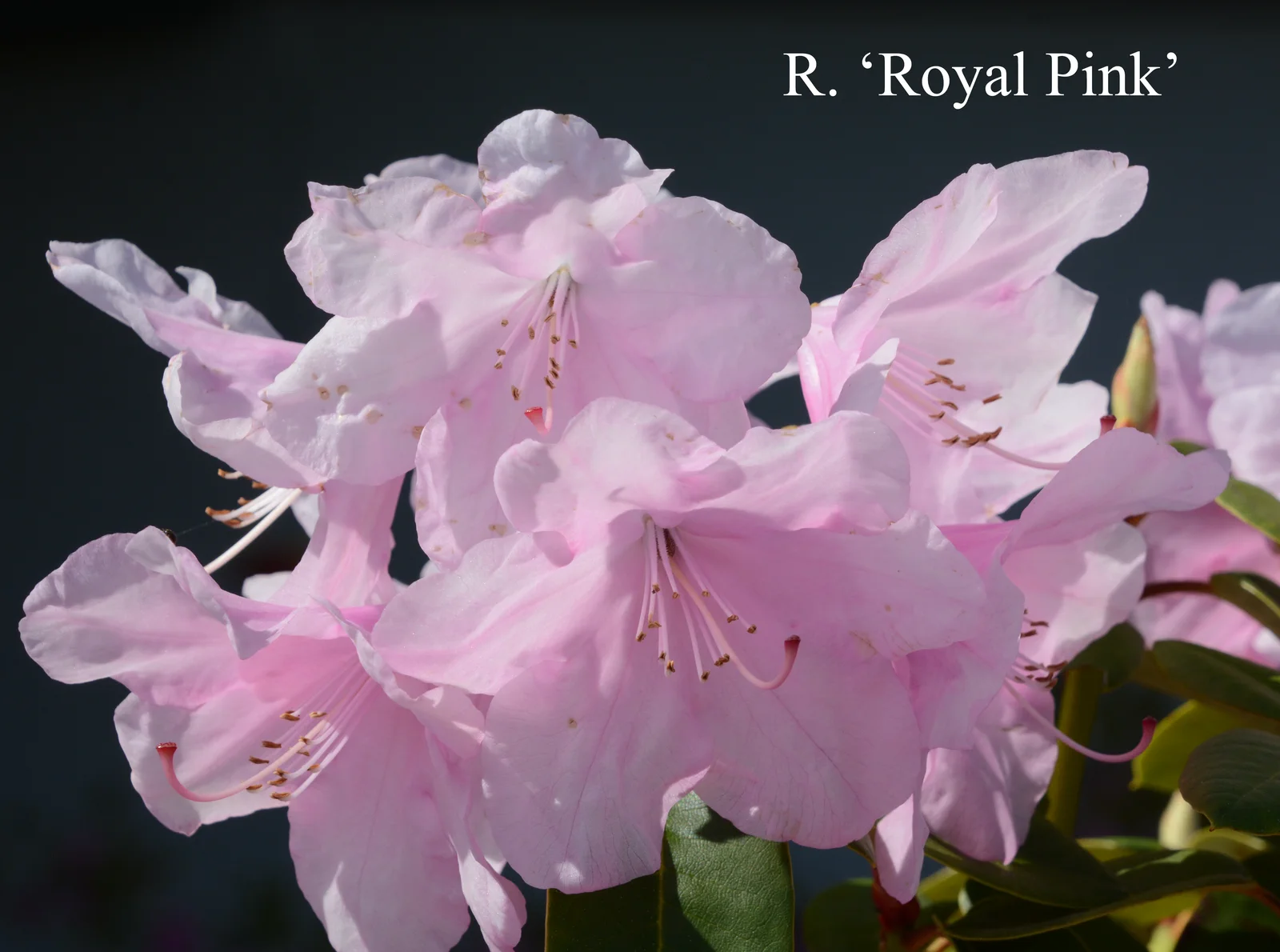 R. 'Royal Pink' photo of R. 'Royal Pink'. Location: Fearing's Farm Nursery, Abbotsford, BC, Canada. Photo by: Harold Fearing