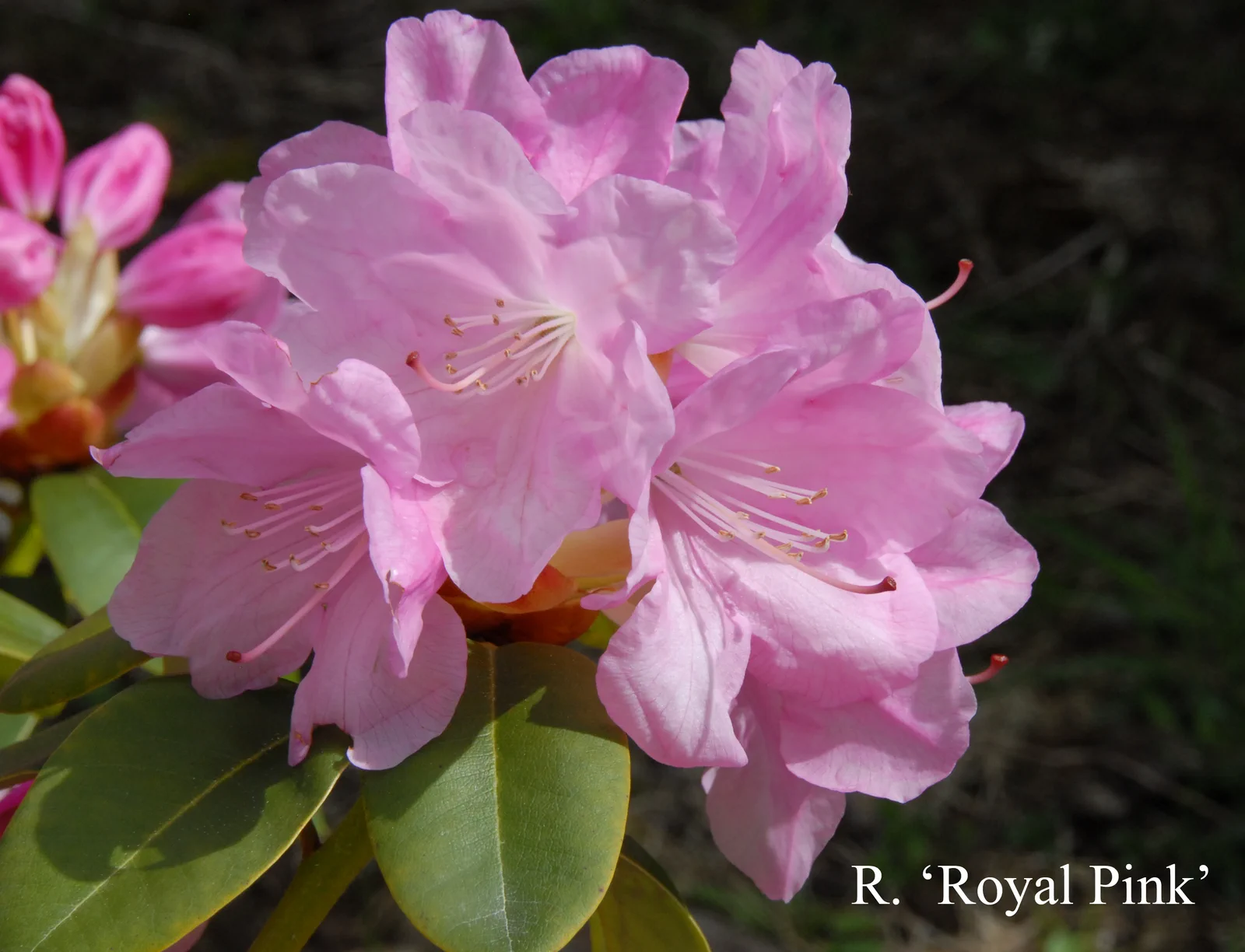R. 'Royal Pink' photo of R. 'Royal Pink'. Location: Fearing's Farm Nursery, Abbotsford, BC, Canada. Photo by: Harold Fearing