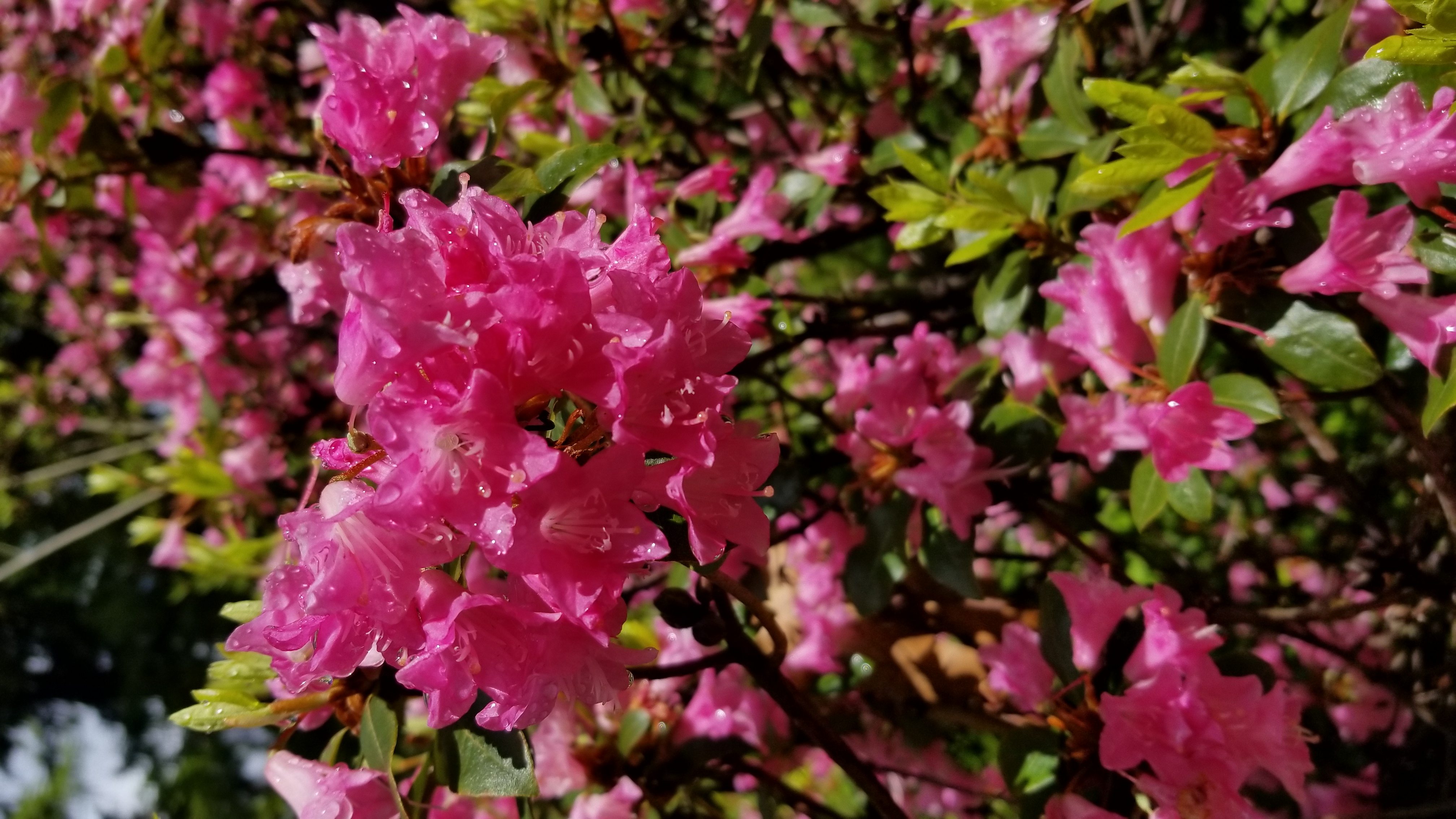 Rhododendron Brambling photo