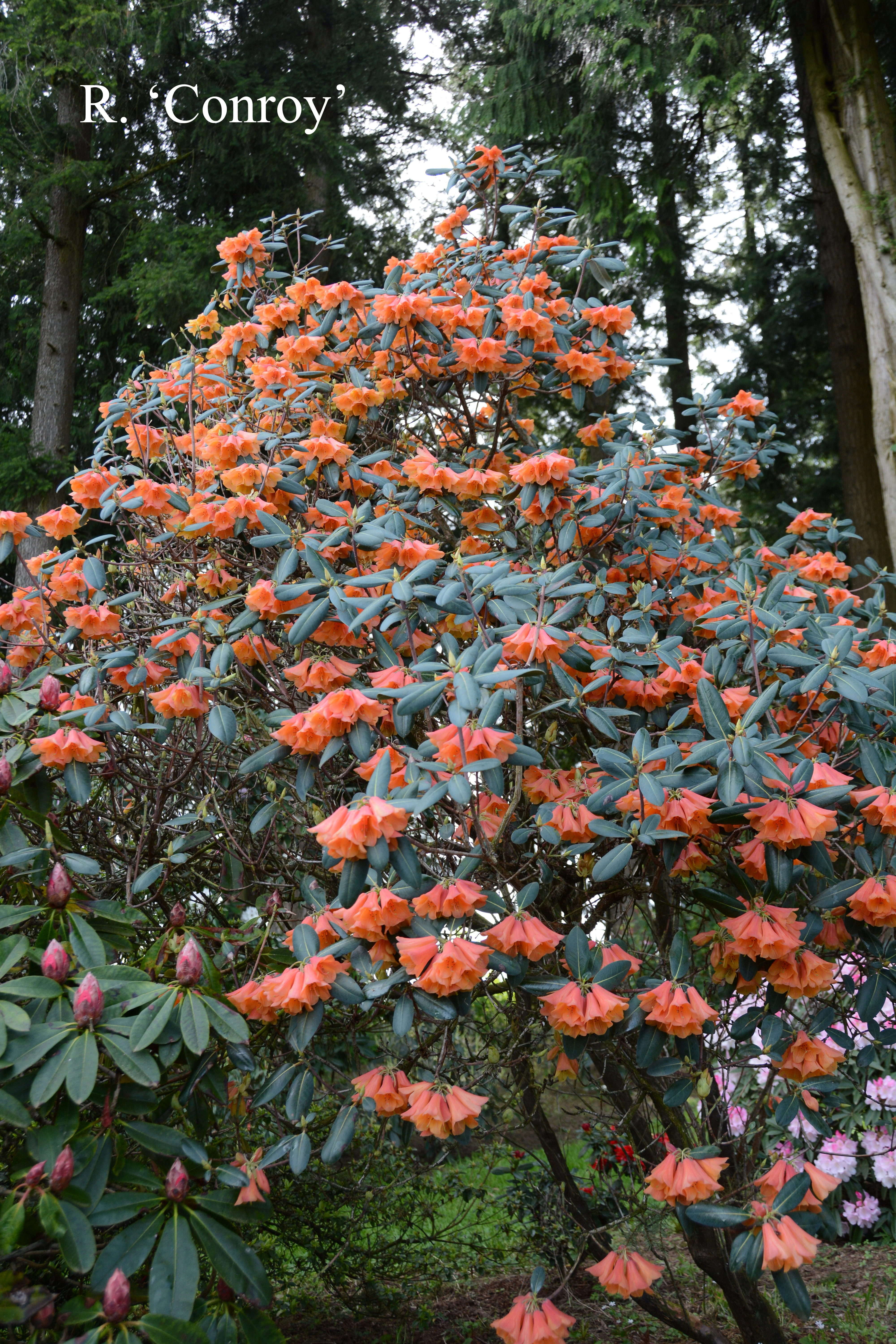 Rhododendron Conroy photo