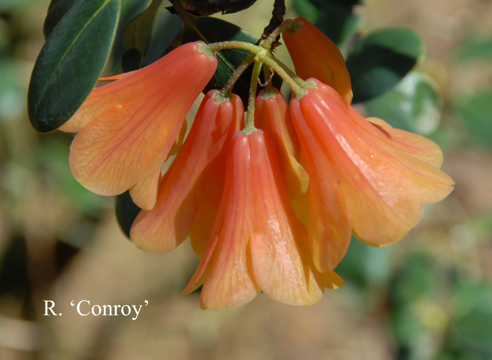 R. 'Conroy' photo of R. 'Conroy'. Location: Fearing's Farm Nursery, Abbotsford, BC, Canada. Photo by: Harold Fearing