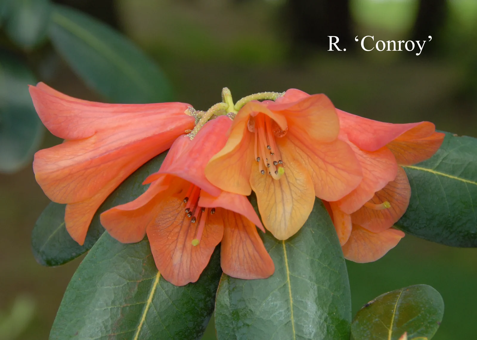 R. 'Conroy' photo of R. 'Conroy'. Location: Fearing's Farm Nursery, Abbotsford, BC, Canada. Photo by: Harold Fearing