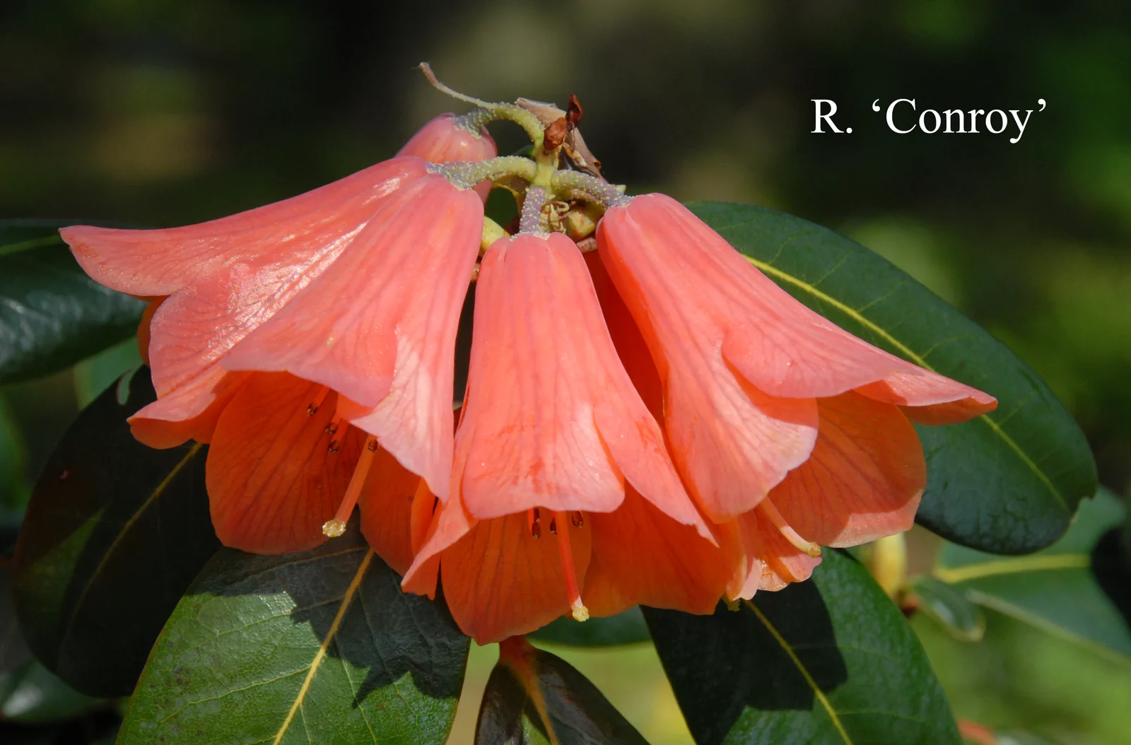 R. 'Conroy' photo of R. 'Conroy'. Location: Fearing's Farm Nursery, Abbotsford, BC, Canada. Photo by: Harold Fearing