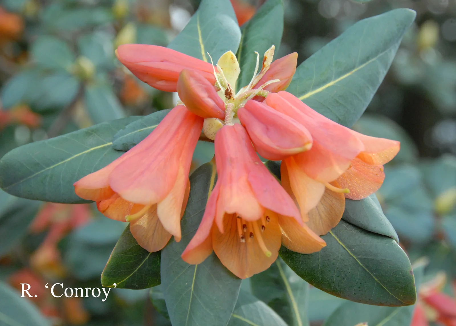 R. 'Conroy' photo of R. 'Conroy'. Location: Fearing's Farm Nursery, Abbotsford, BC, Canada. Photo by: Harold Fearing