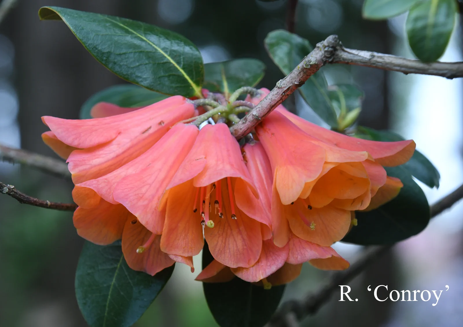 R. 'Conroy' photo of R. 'Conroy'. Location: Fearing's Farm Nursery, Abbotsford, BC, Canada. Photo by: Harold Fearing