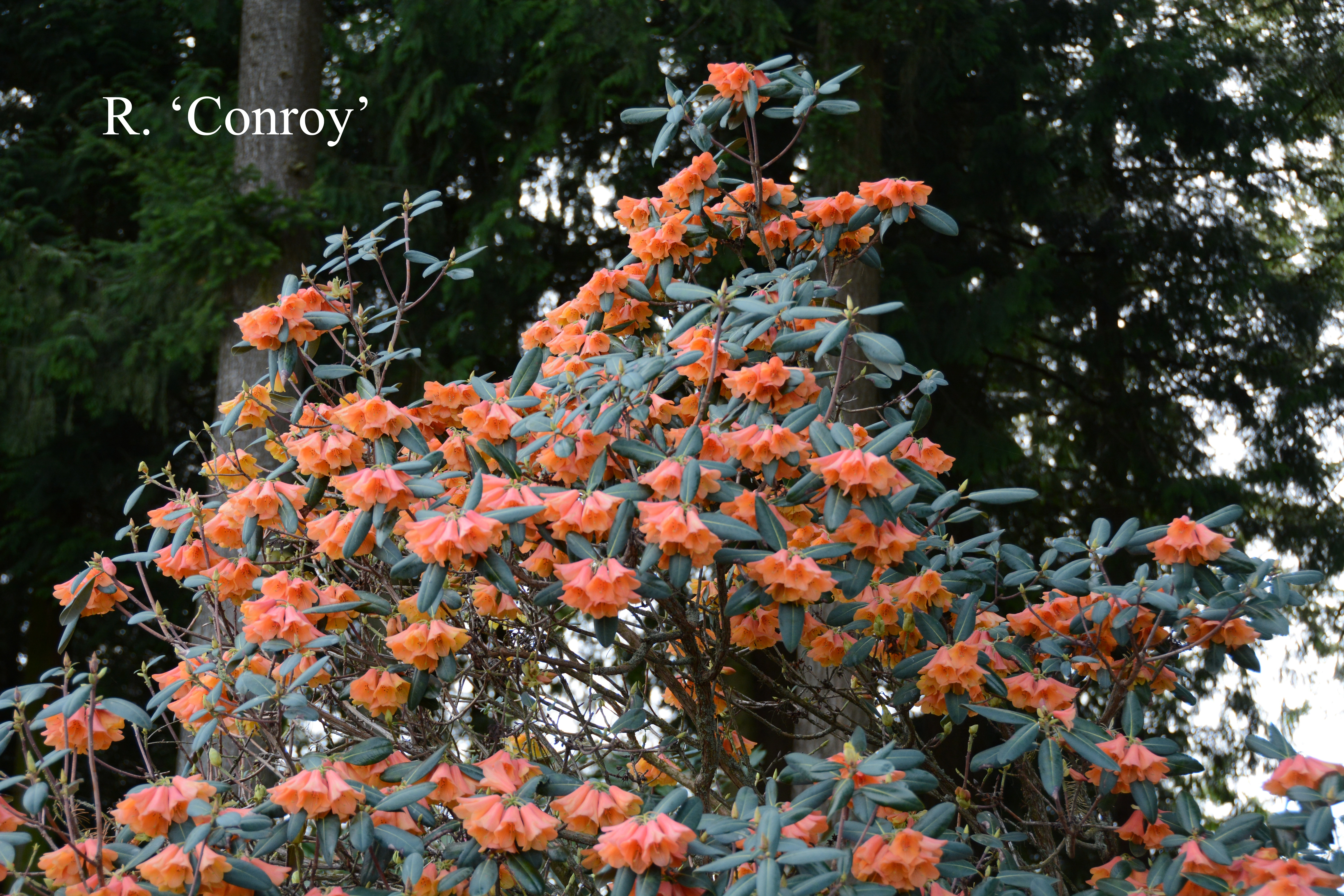 Rhododendron Conroy photo