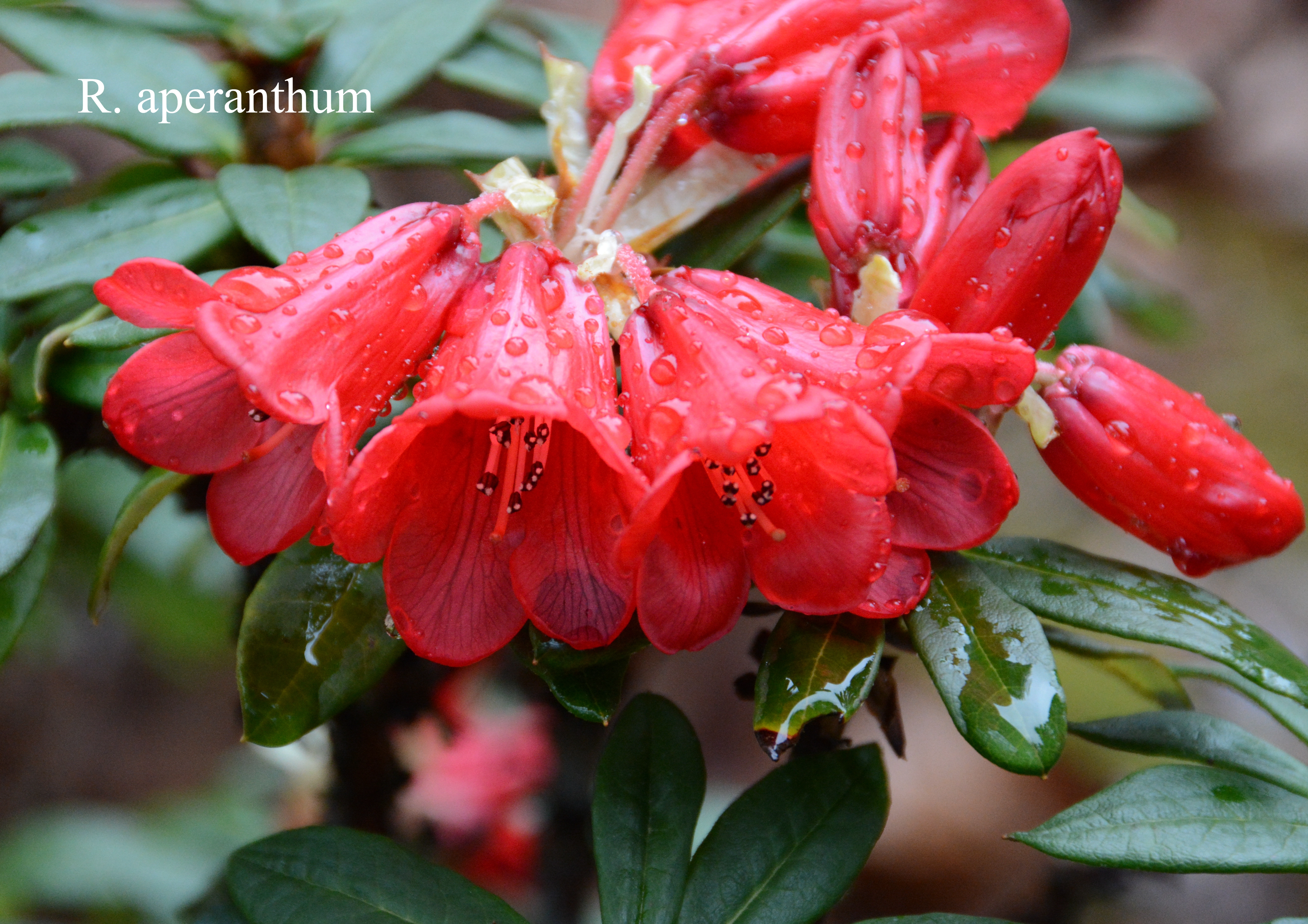 Rhododendron aperantum photo