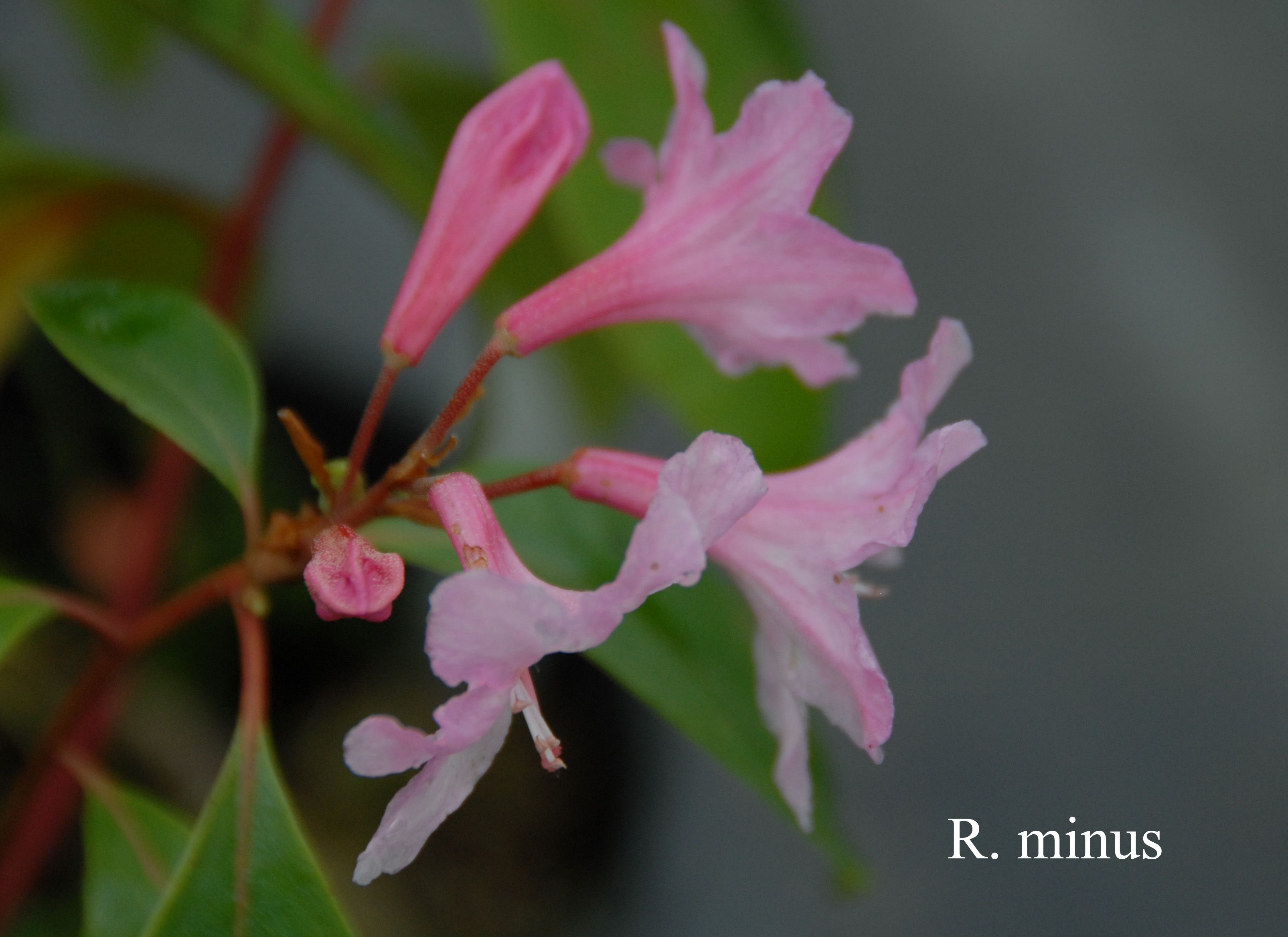 Rhododendron minus var minus photo