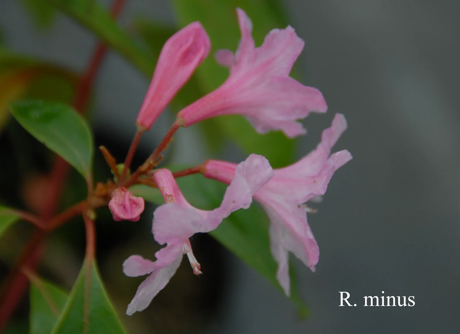 R. minus var minus photo of R. minus var minus. Location: Fearing's Farm Nursery, Abbotsford, BC, Canada. Photo by: Harold Fearing