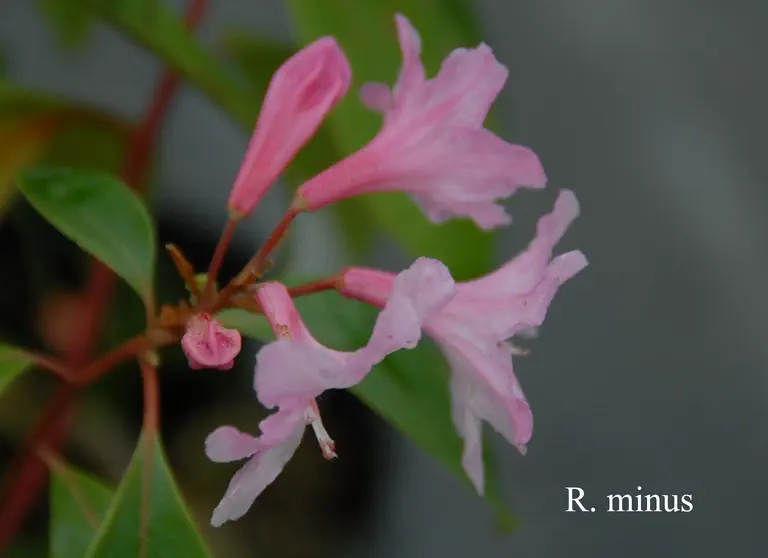 Photo of R. minus var minus, Species