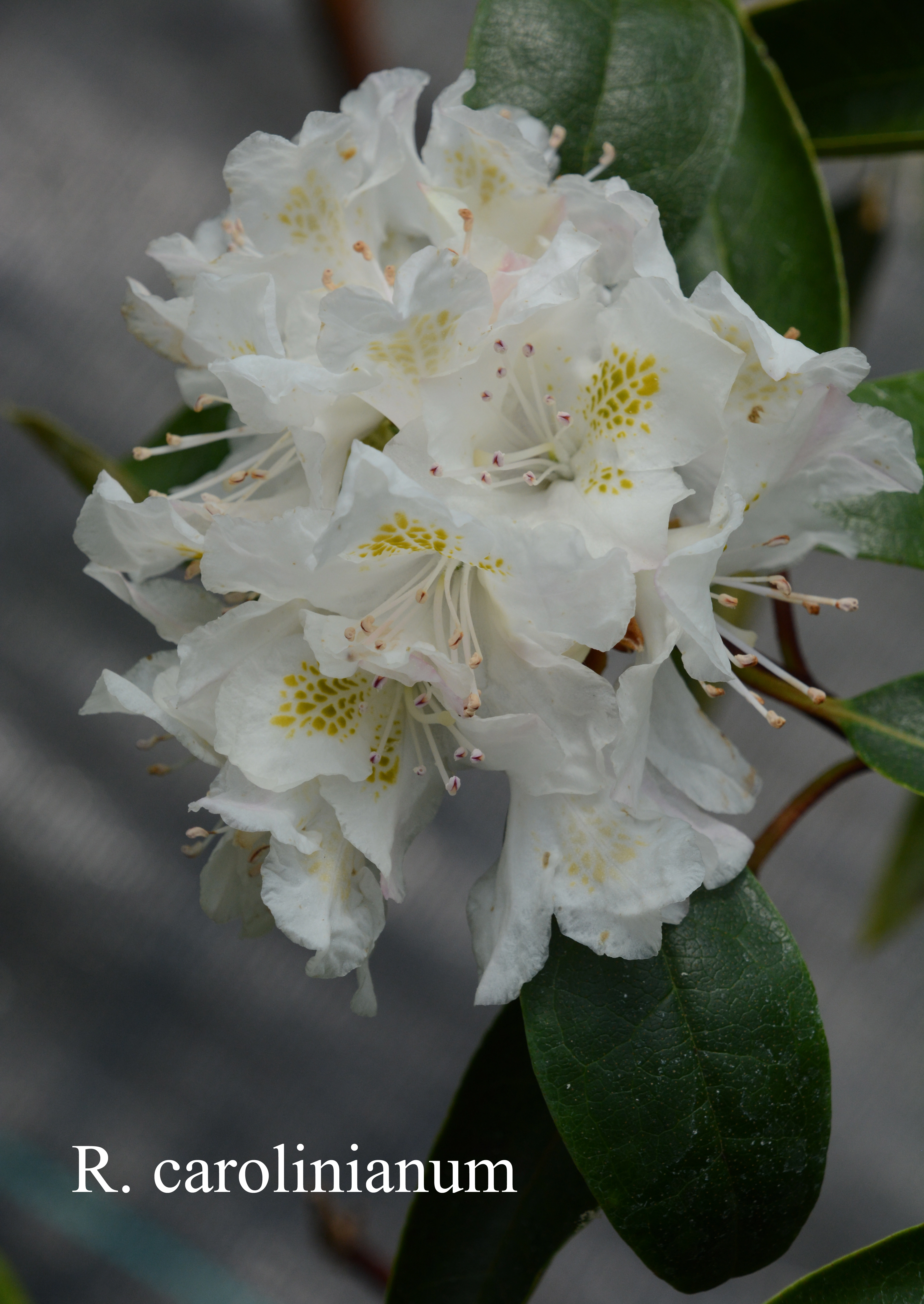 Rhododendron minus var minus photo