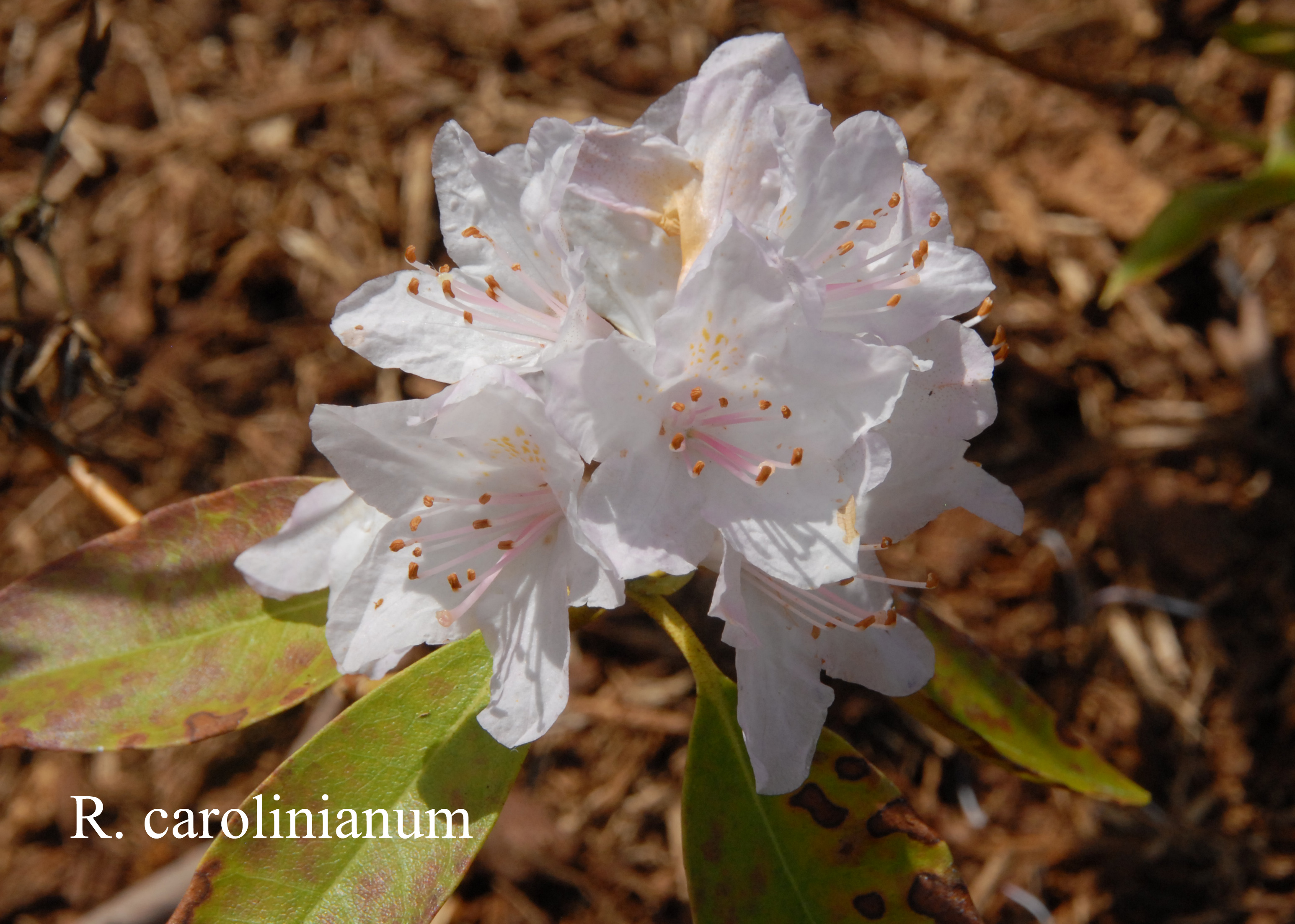 Rhododendron minus var minus photo