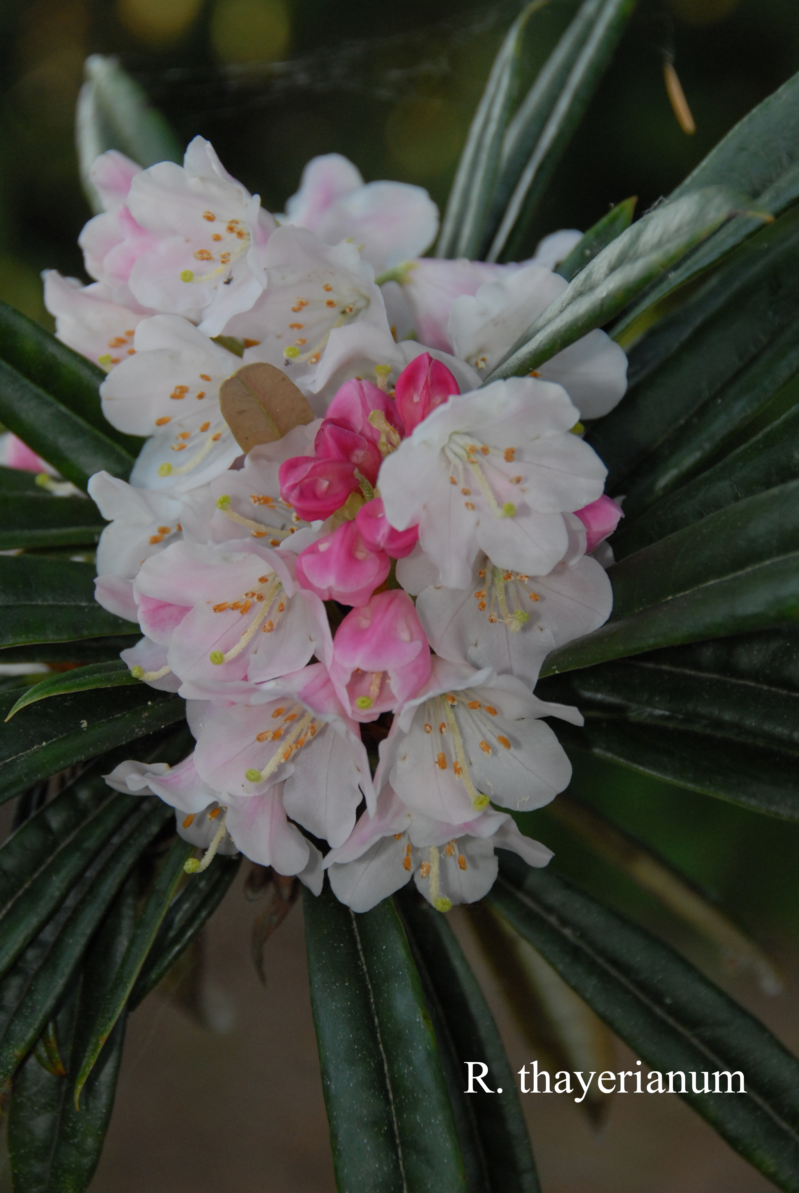 Rhododendron thayerianum photo