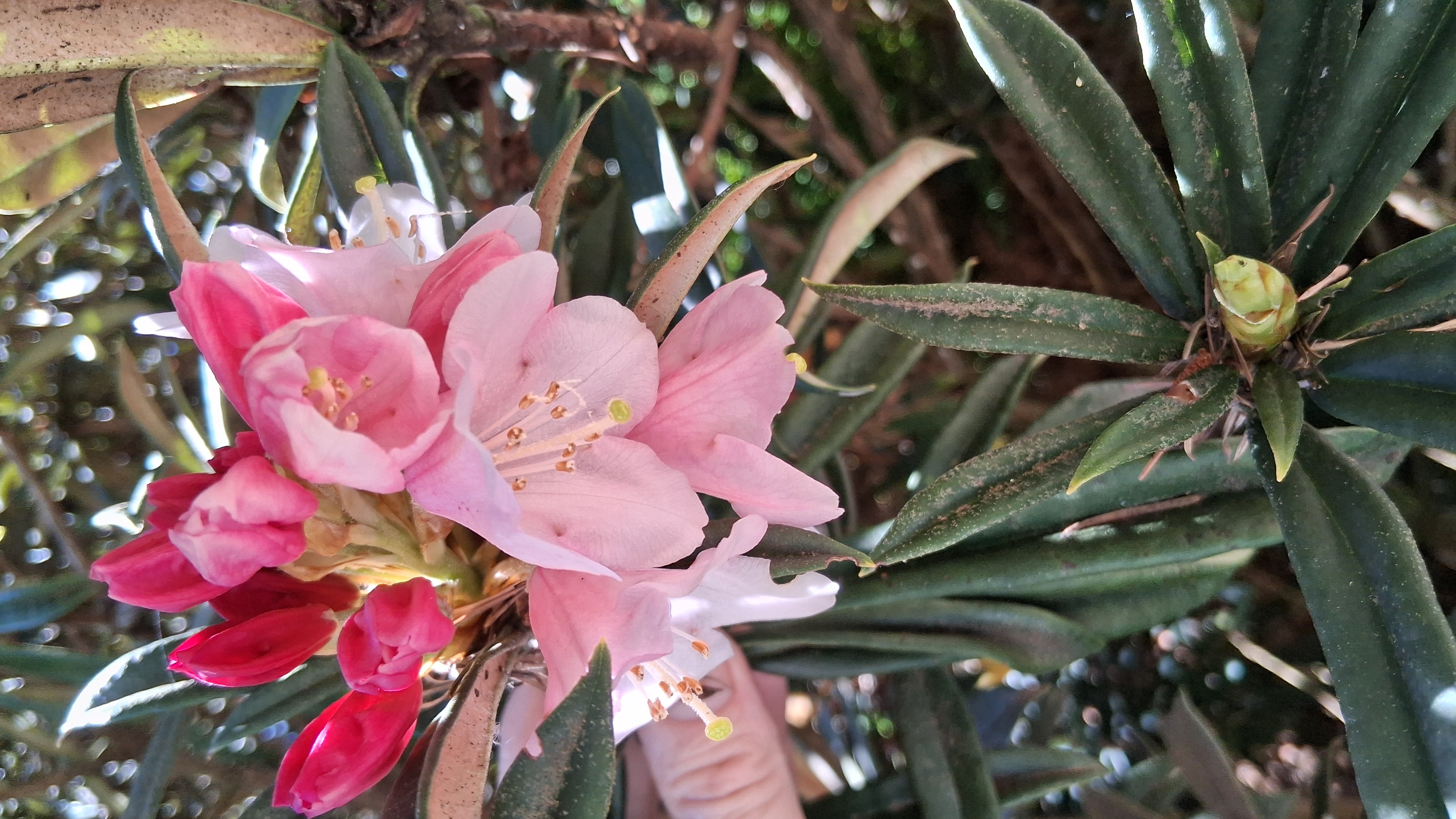 Rhododendron thayerianum photo