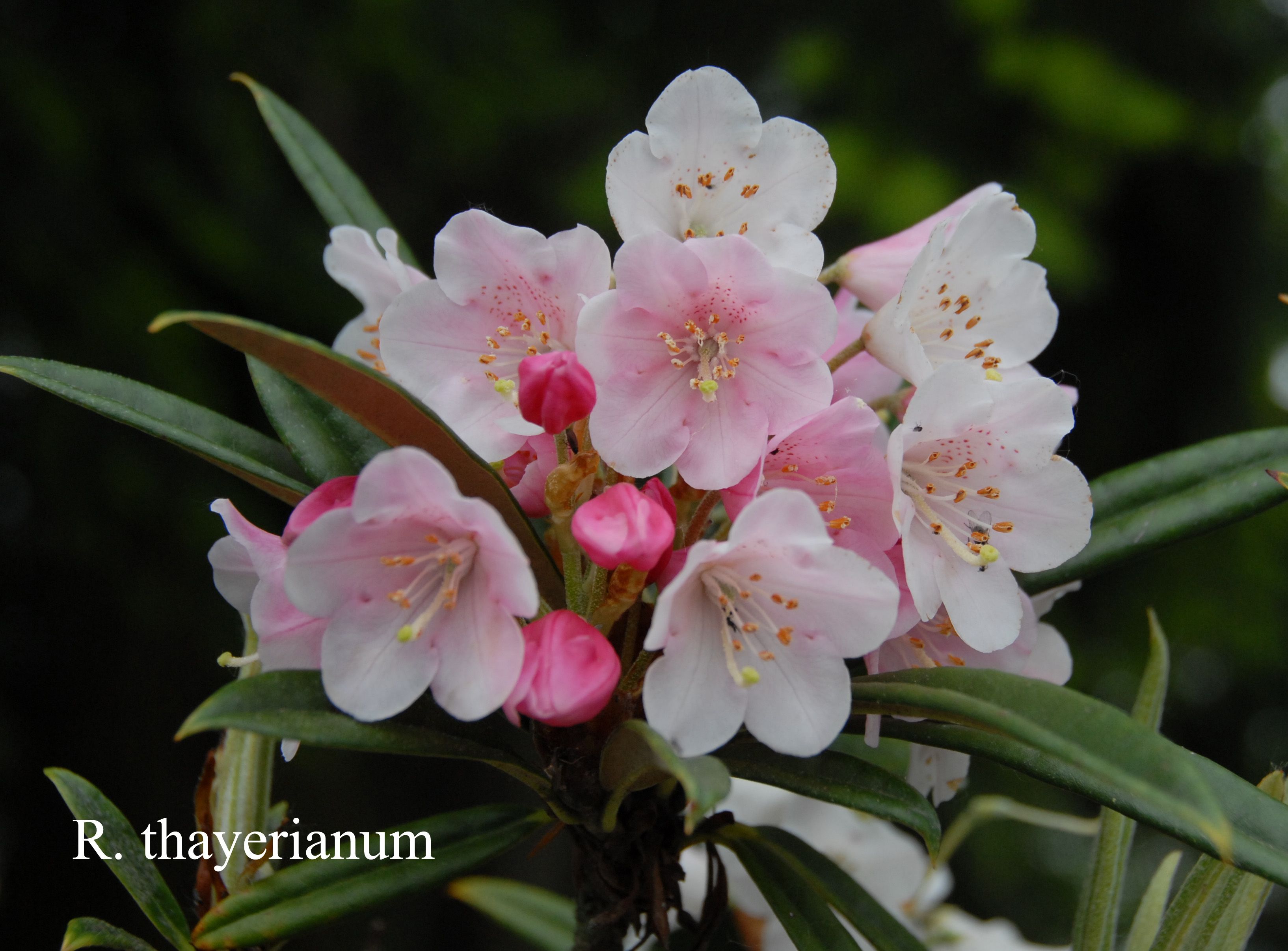 Rhododendron thayerianum photo