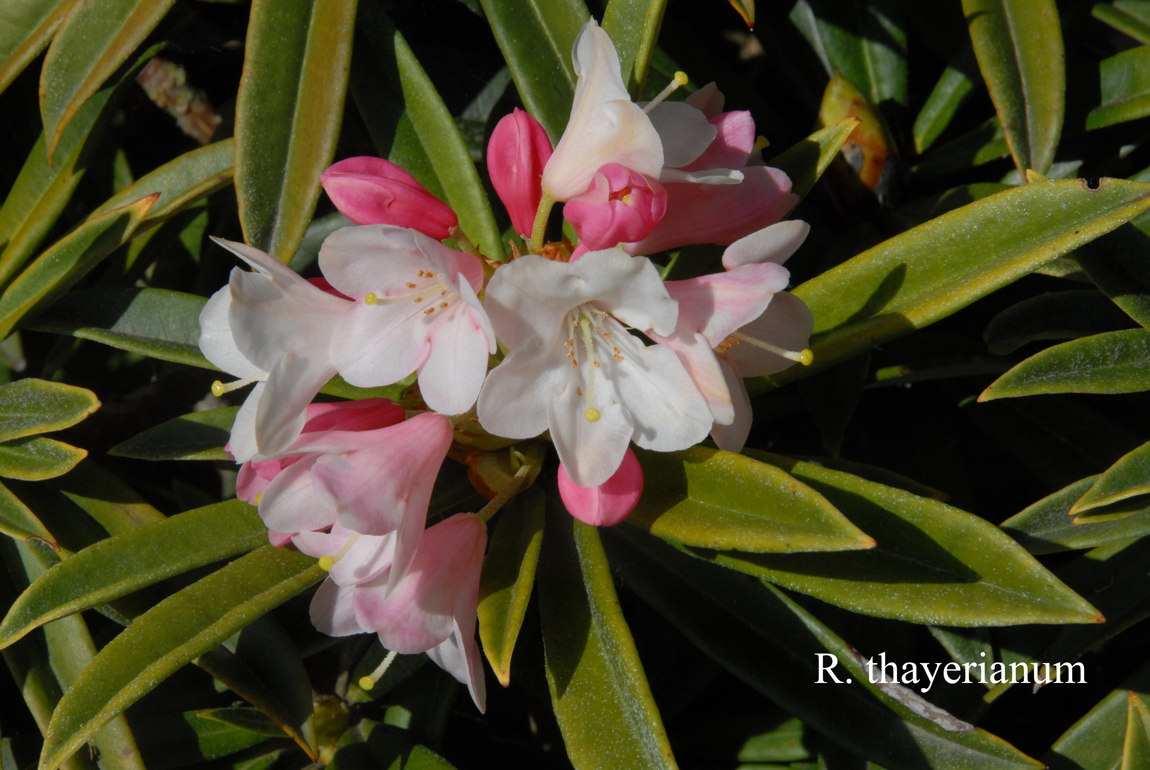 Rhododendron thayerianum photo