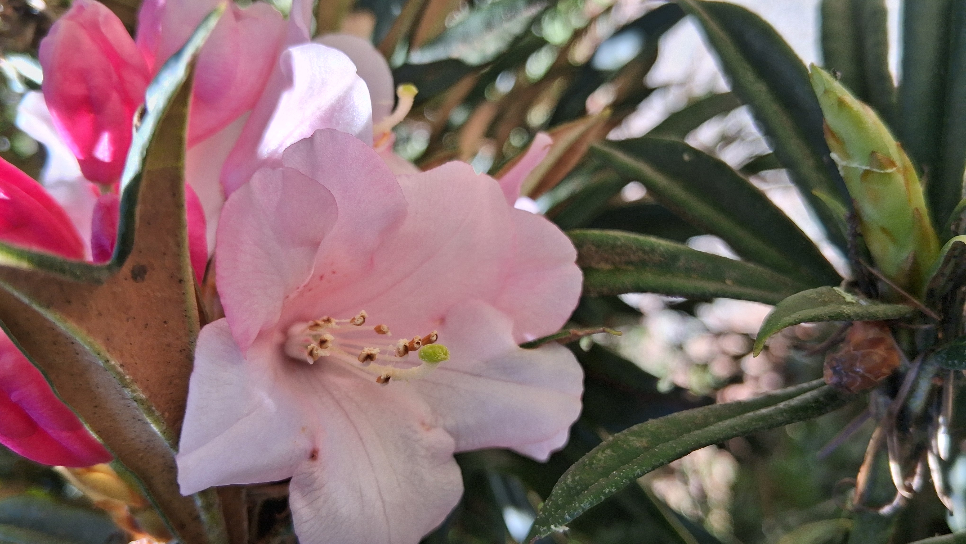 Rhododendron thayerianum photo