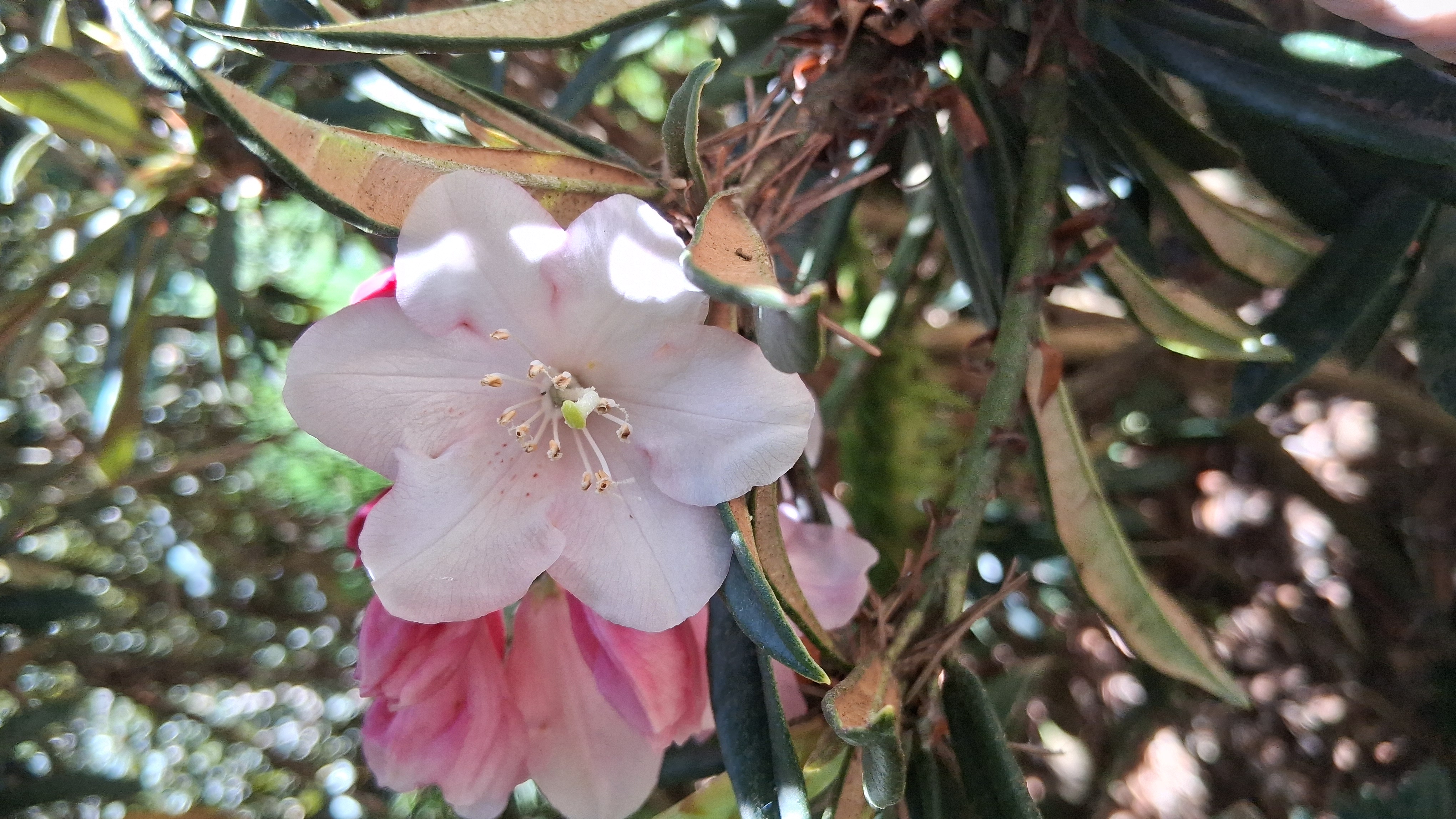 Rhododendron thayerianum photo