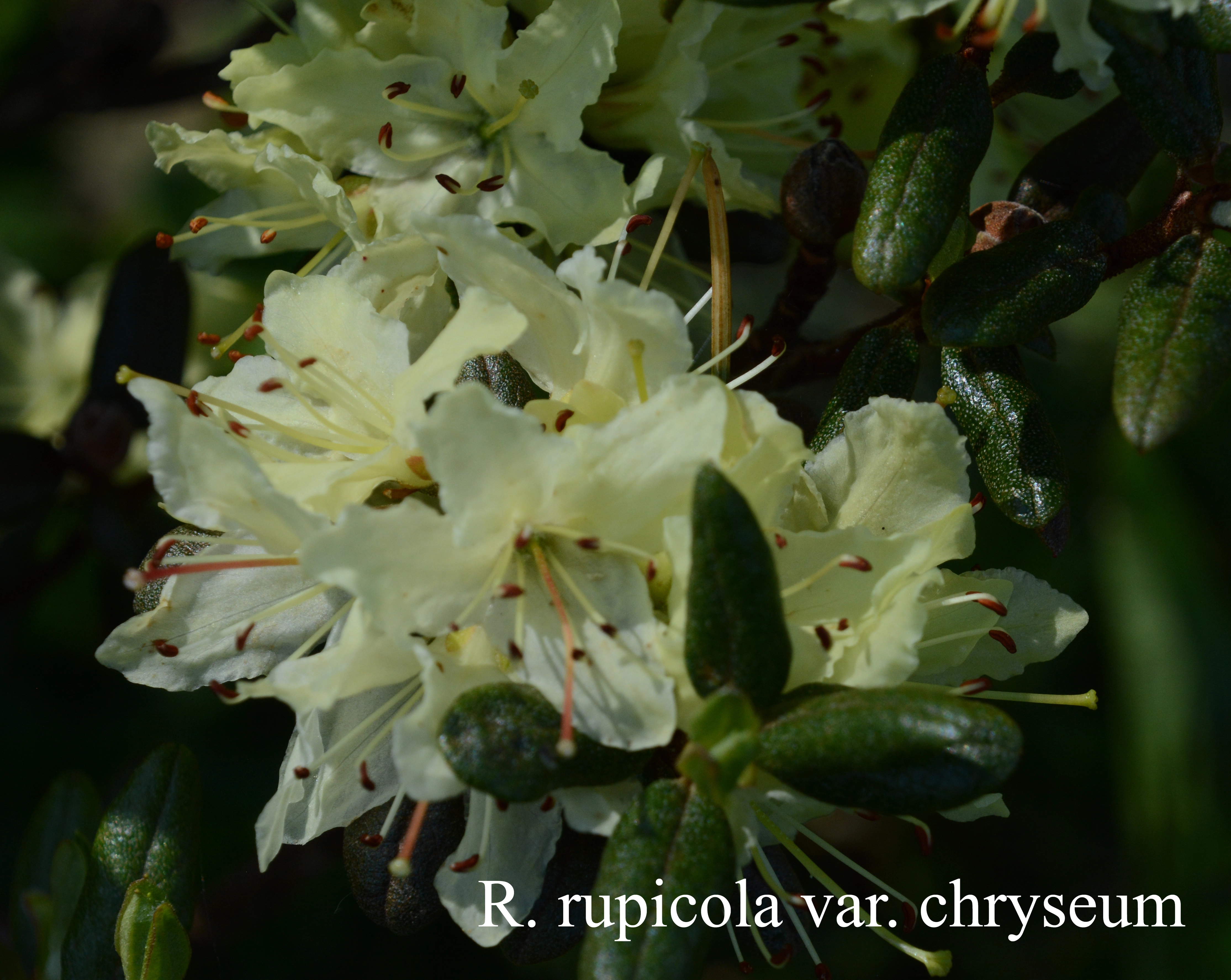 Rhododendron rupicola var chryseum photo