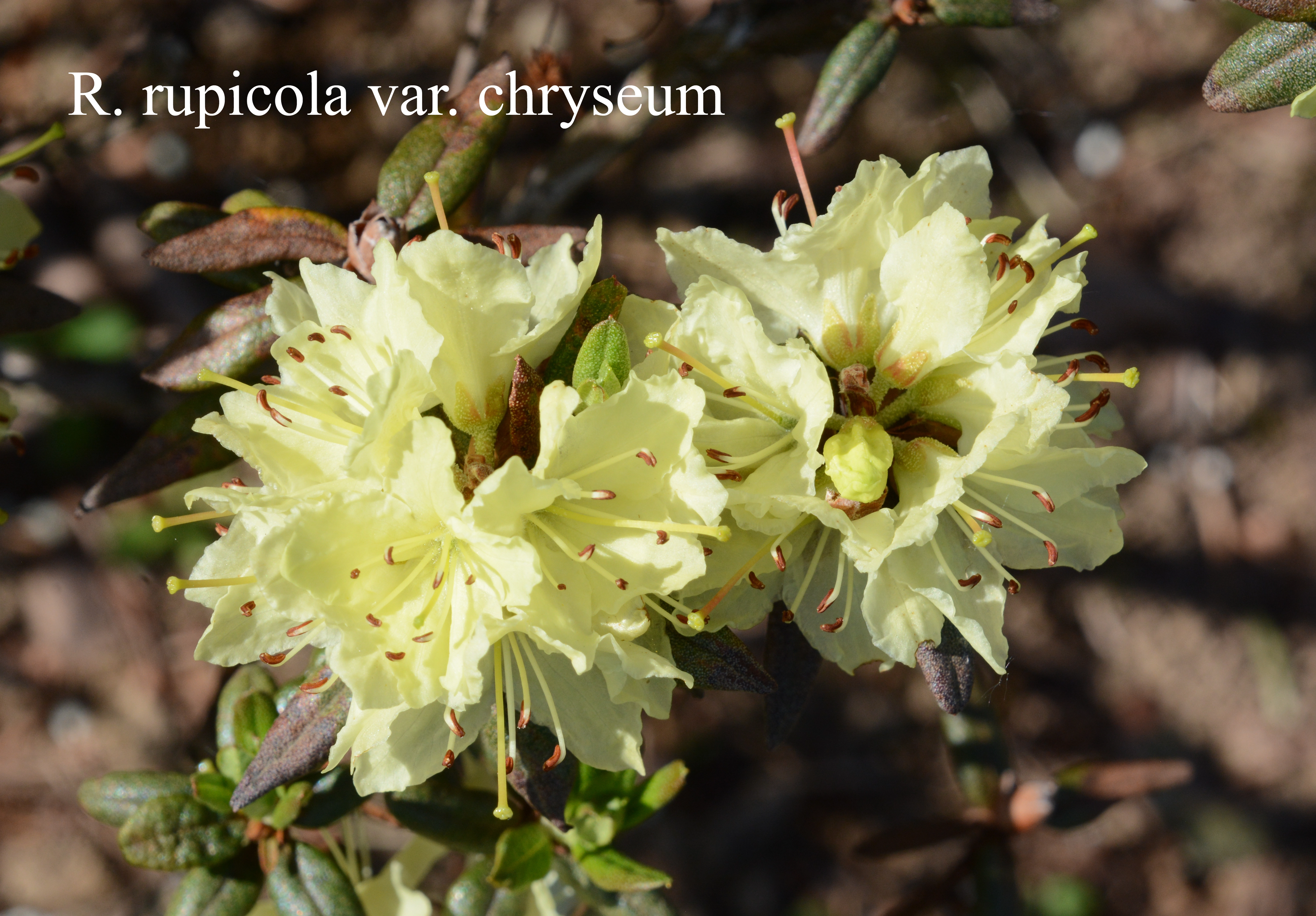 Rhododendron rupicola var chryseum photo