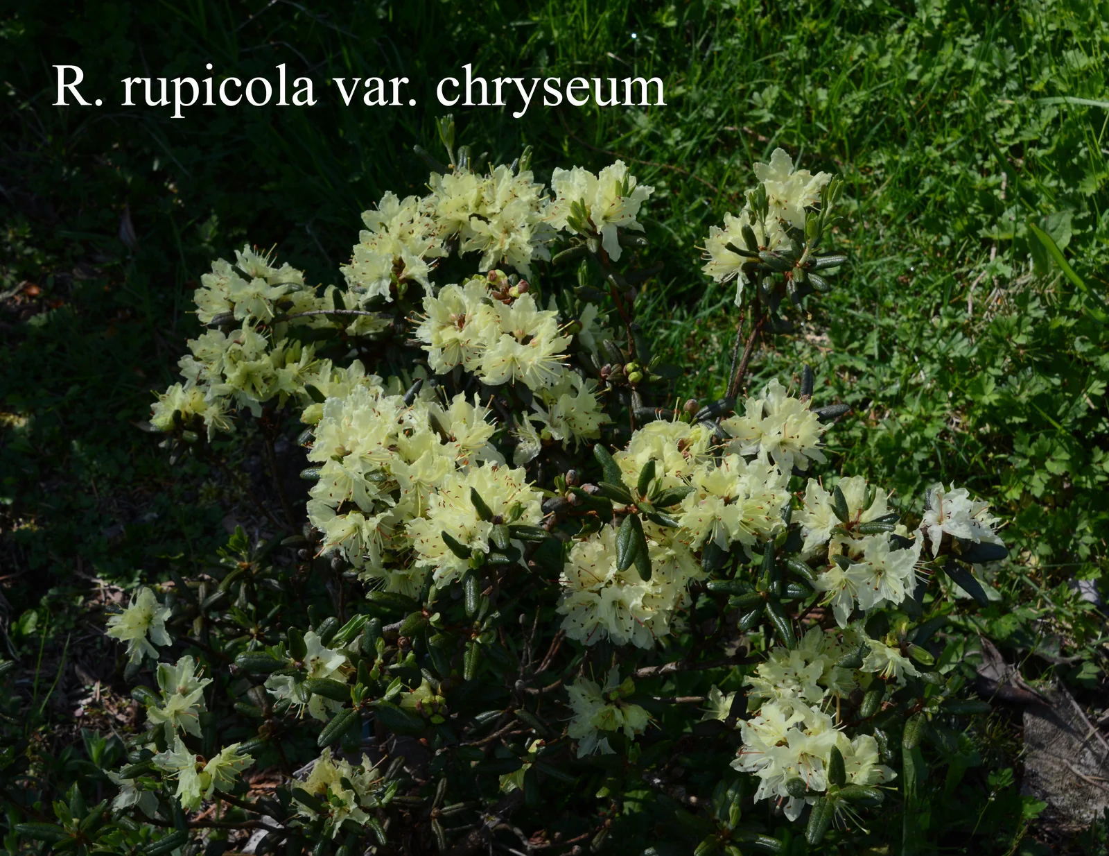 R. rupicola var chryseum photo of R. rupicola var chryseum. Location: Fearing's Farm Nursery, Abbotsford, BC, Canada. Photo by: Harold Fearing