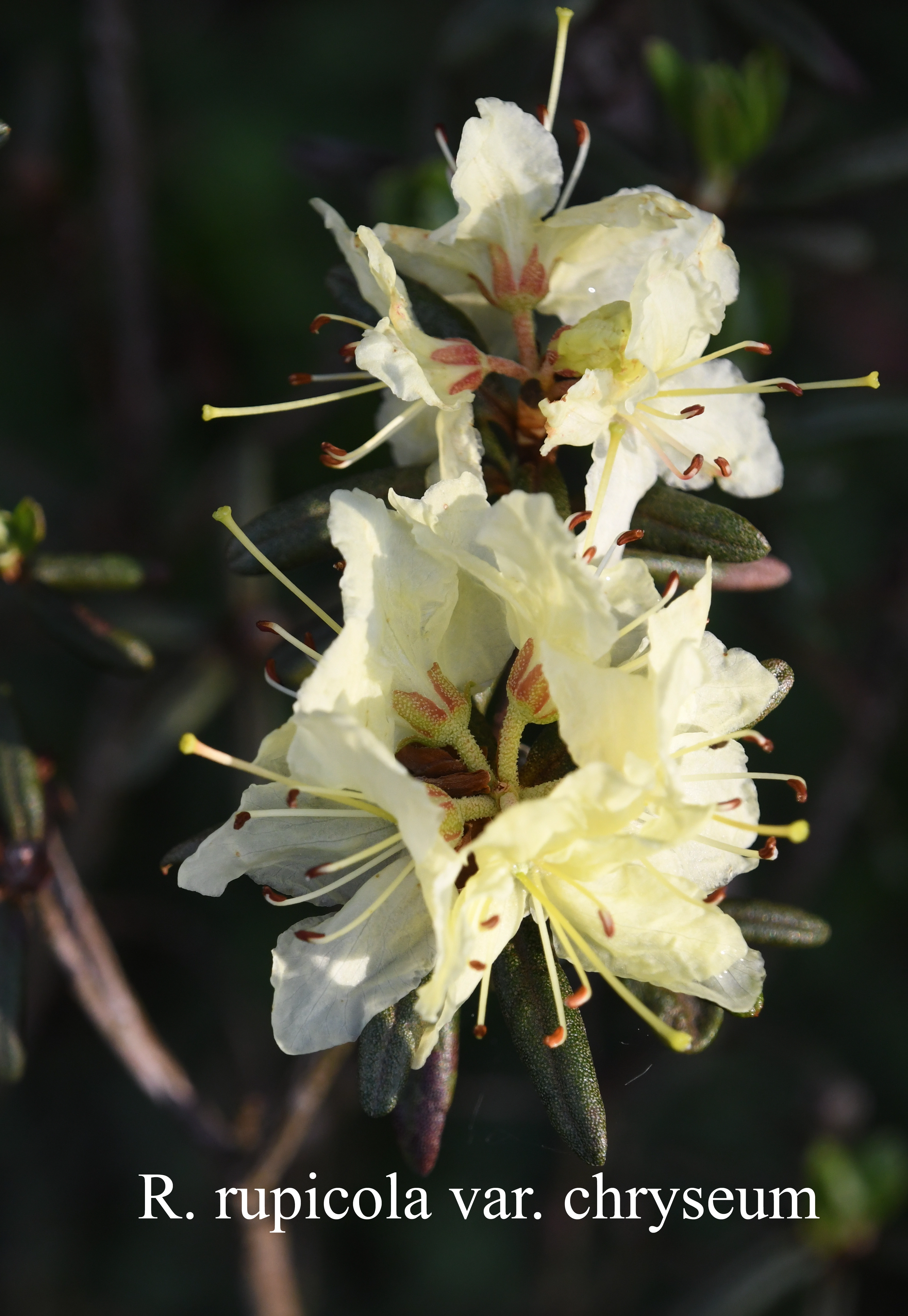 Rhododendron rupicola var chryseum photo
