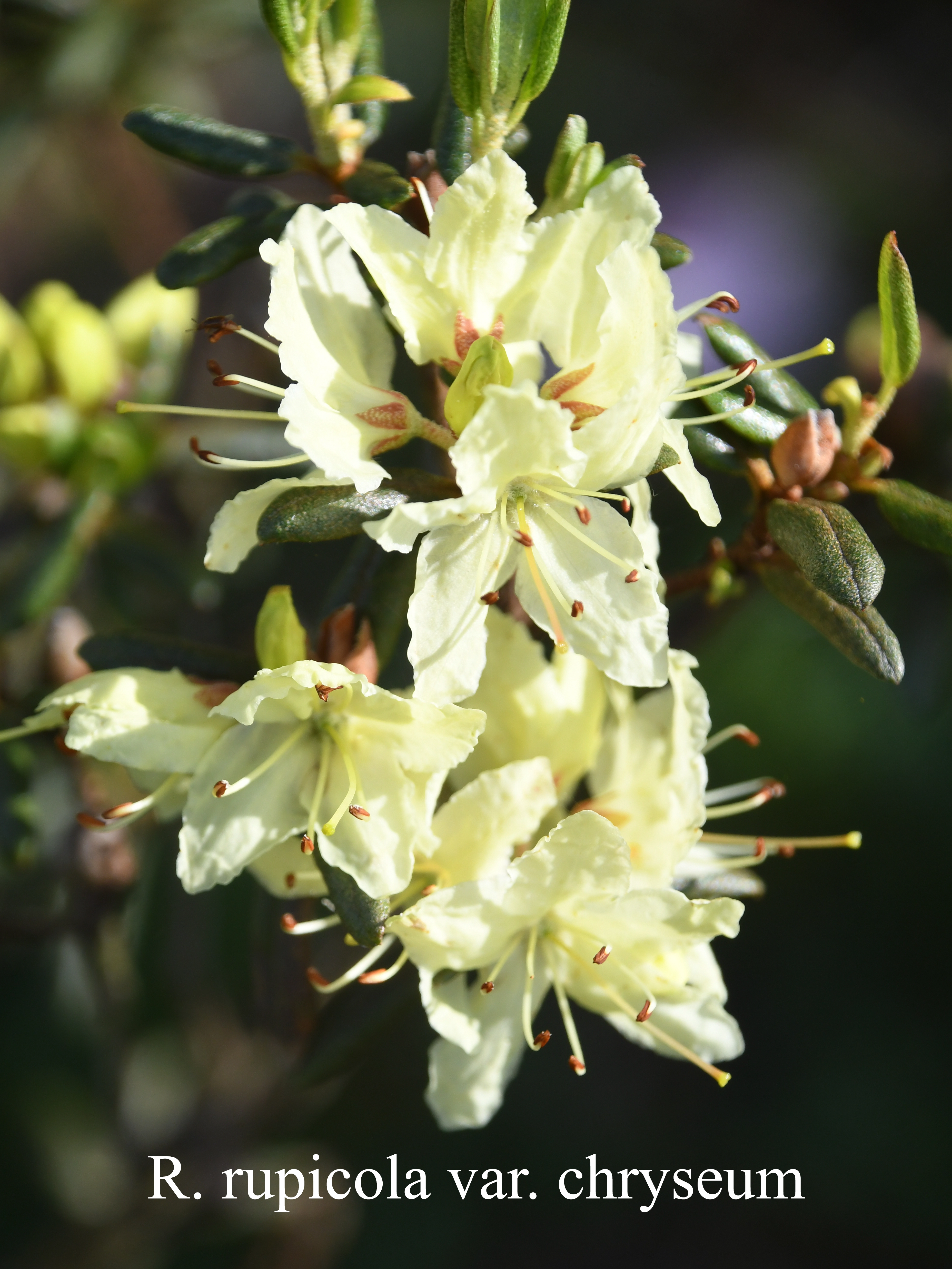 Rhododendron rupicola var chryseum photo